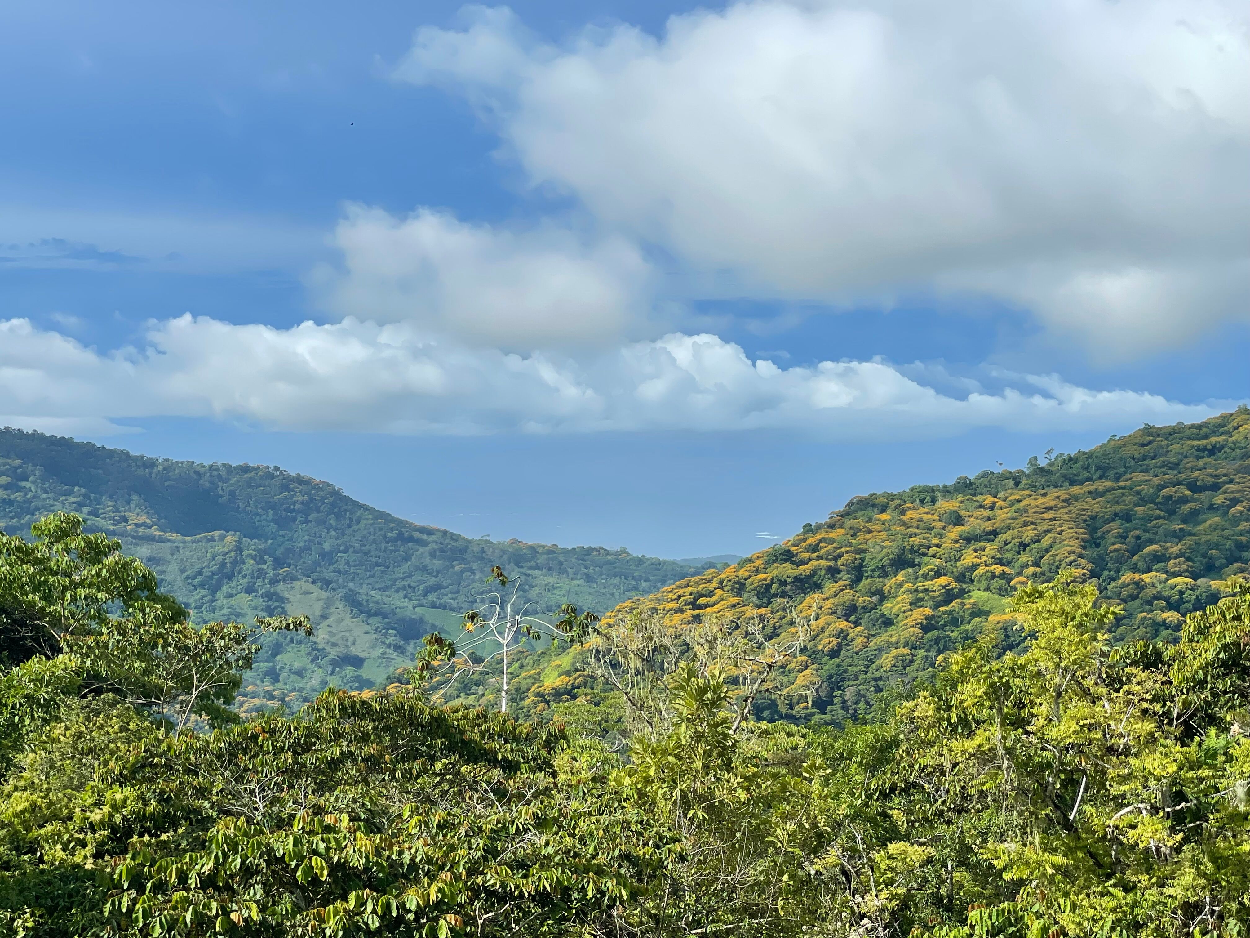3 bed Land For Sale in Uvita, Puntarenas - thumb 2