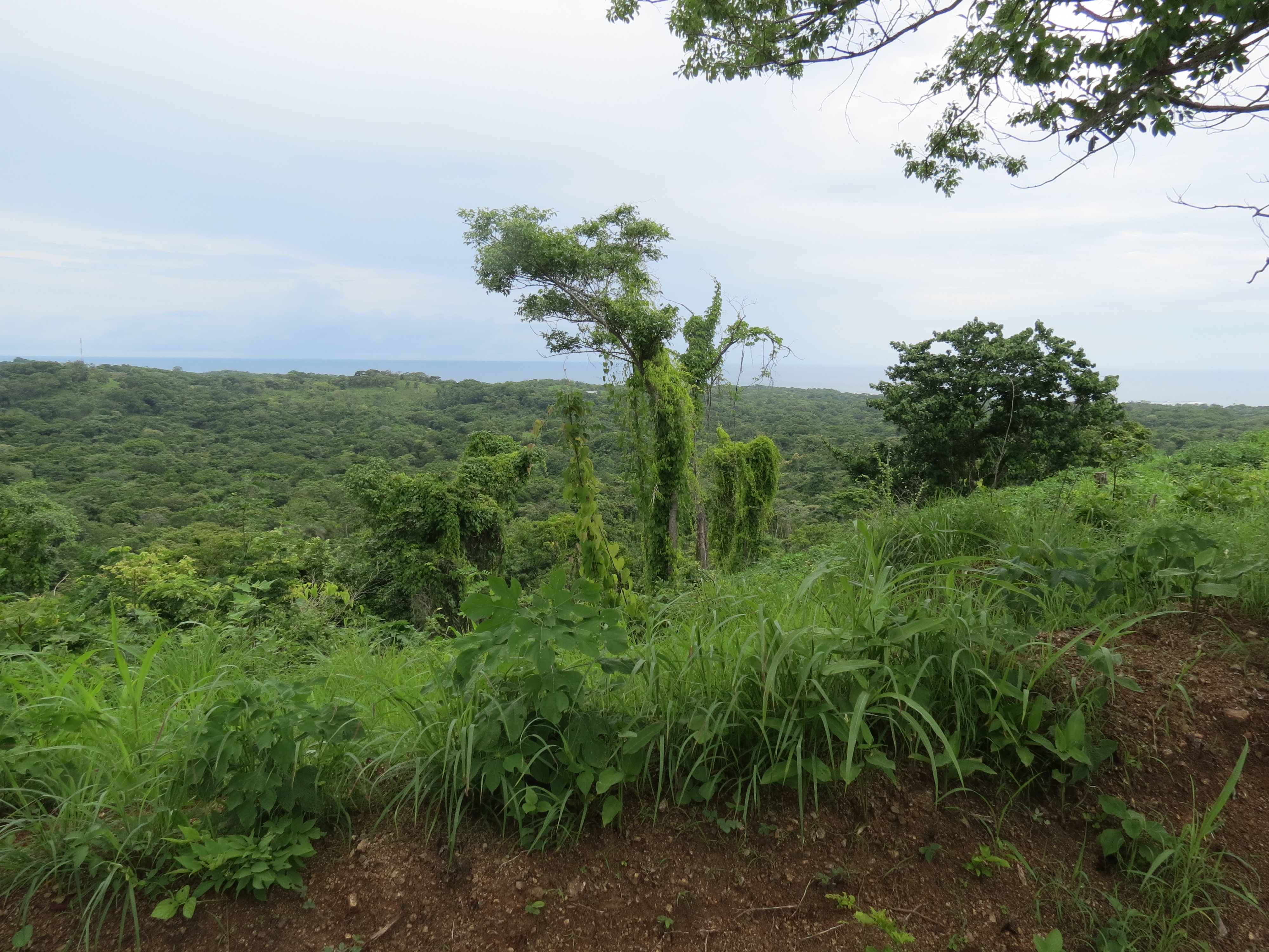 0 bed Land For Sale in Lagarto, Guanacaste - thumb 5