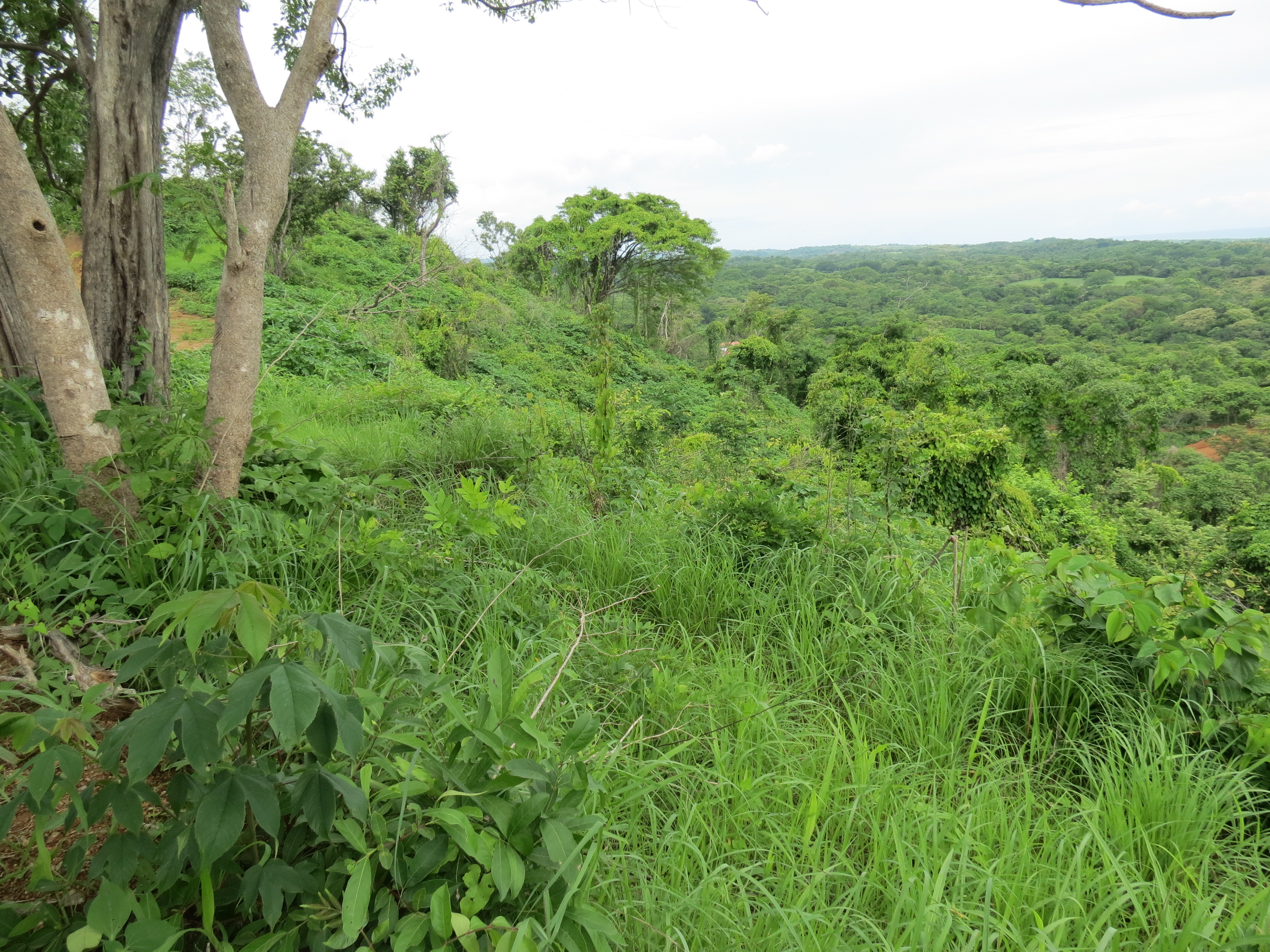 0 bed Land For Sale in Lagarto, Guanacaste - thumb 4