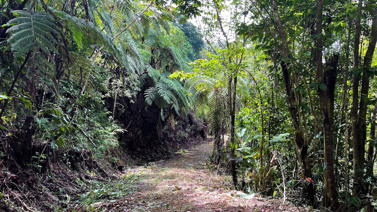 0 bed Land For Sale in Dominical, Puntarenas - thumb 18