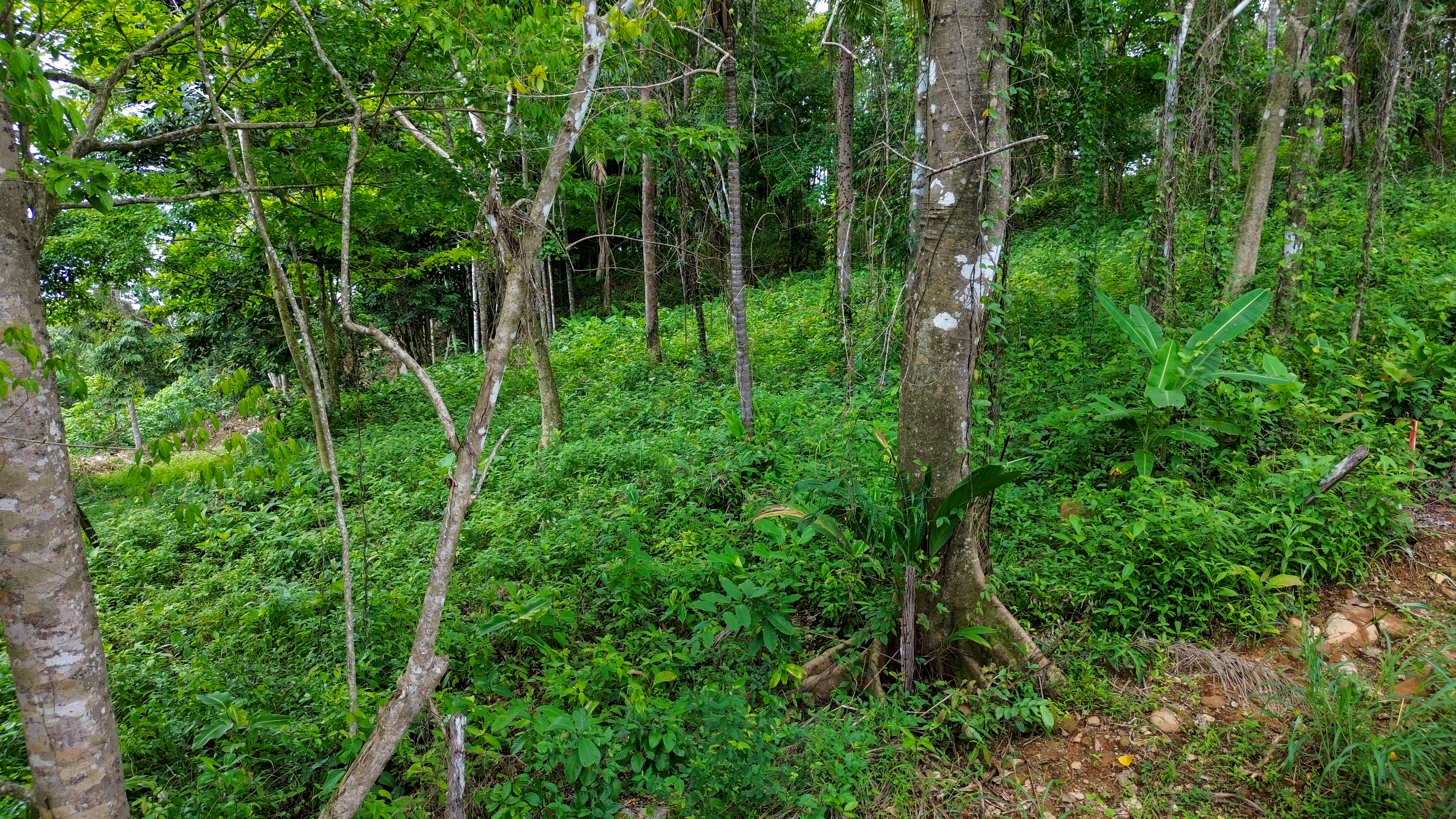 0 bed Land For Sale in Playa Ventanas, Puntarenas - thumb 2