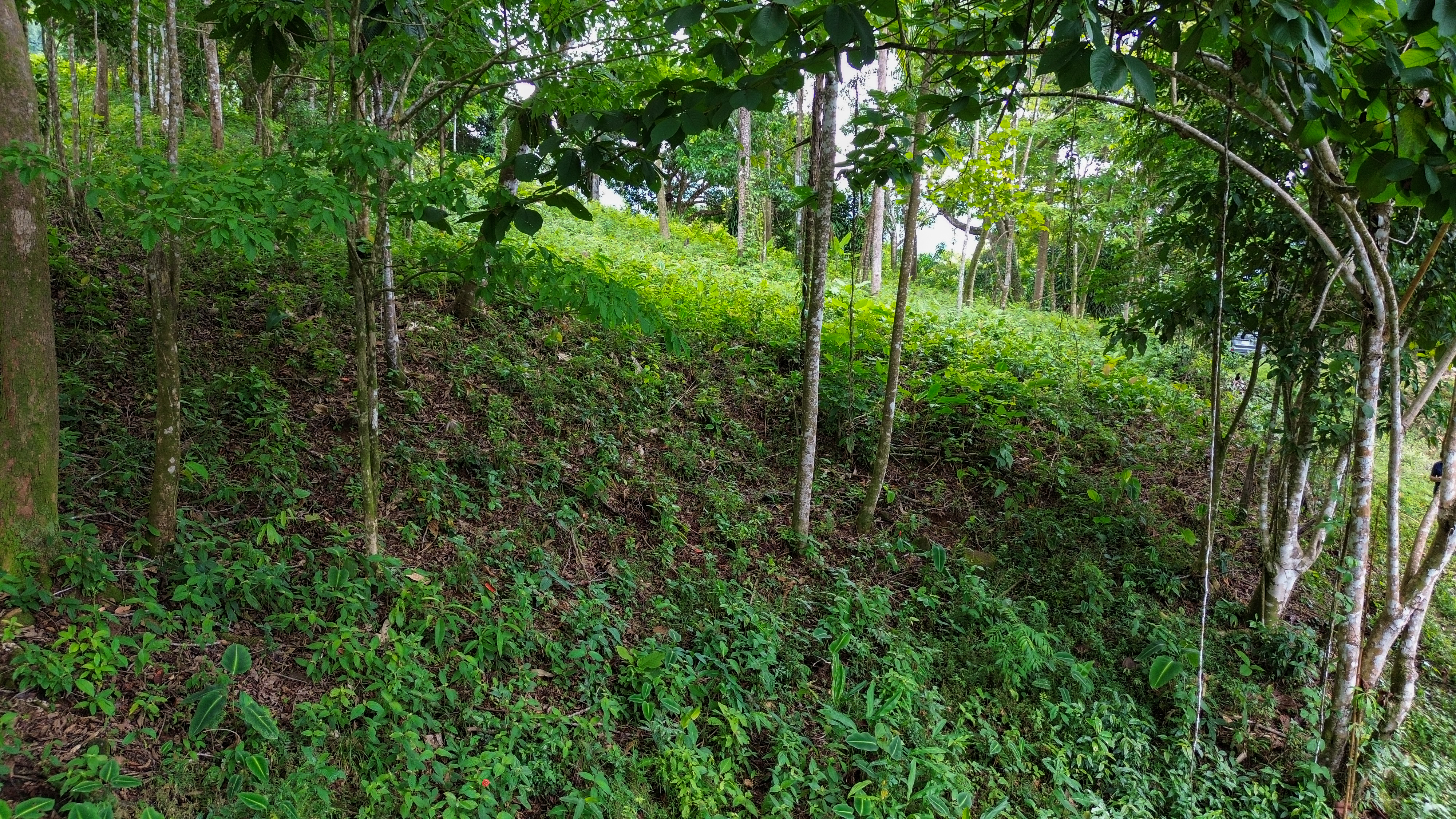 0 bed Land For Sale in Playa Ventanas, Puntarenas - thumb 5