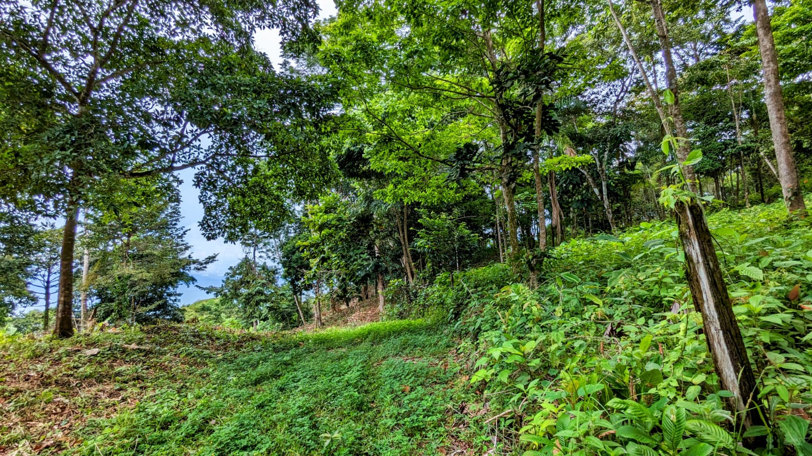 0 bed Land For Sale in Playa Ventanas, Puntarenas - thumb 9