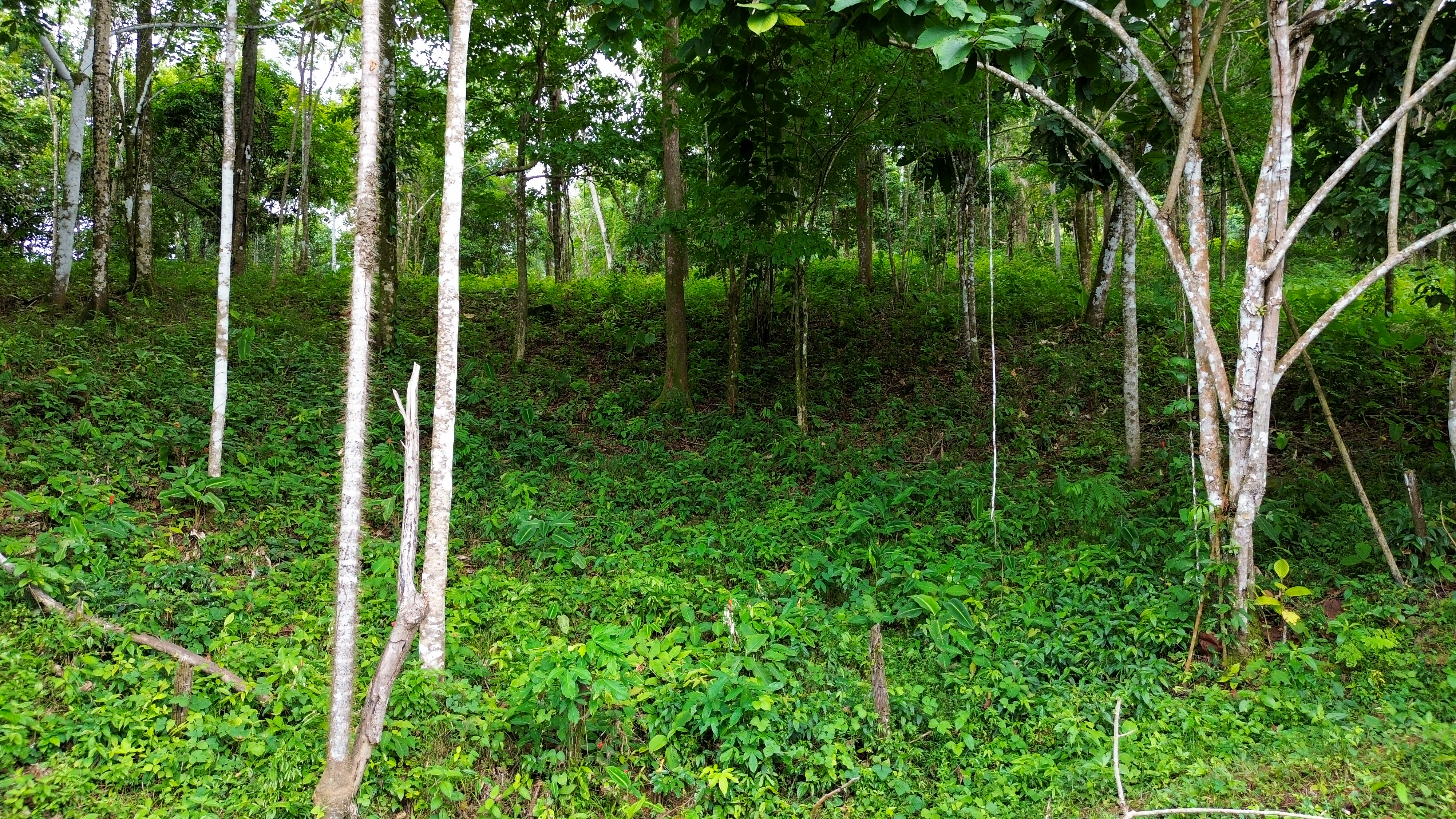0 bed Land For Sale in Playa Ventanas, Puntarenas - thumb 4