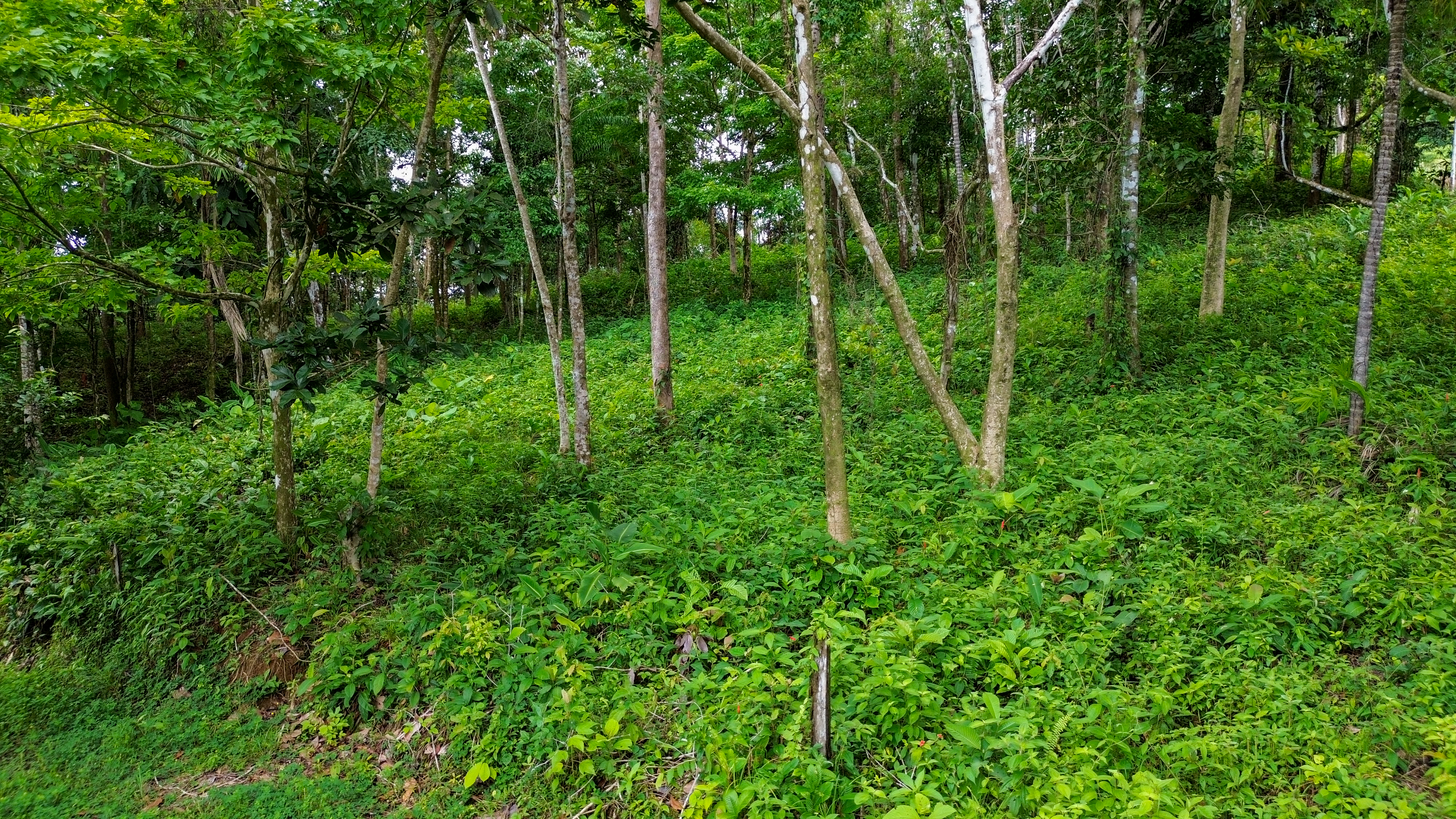 0 bed Land For Sale in Playa Ventanas, Puntarenas - thumb 3