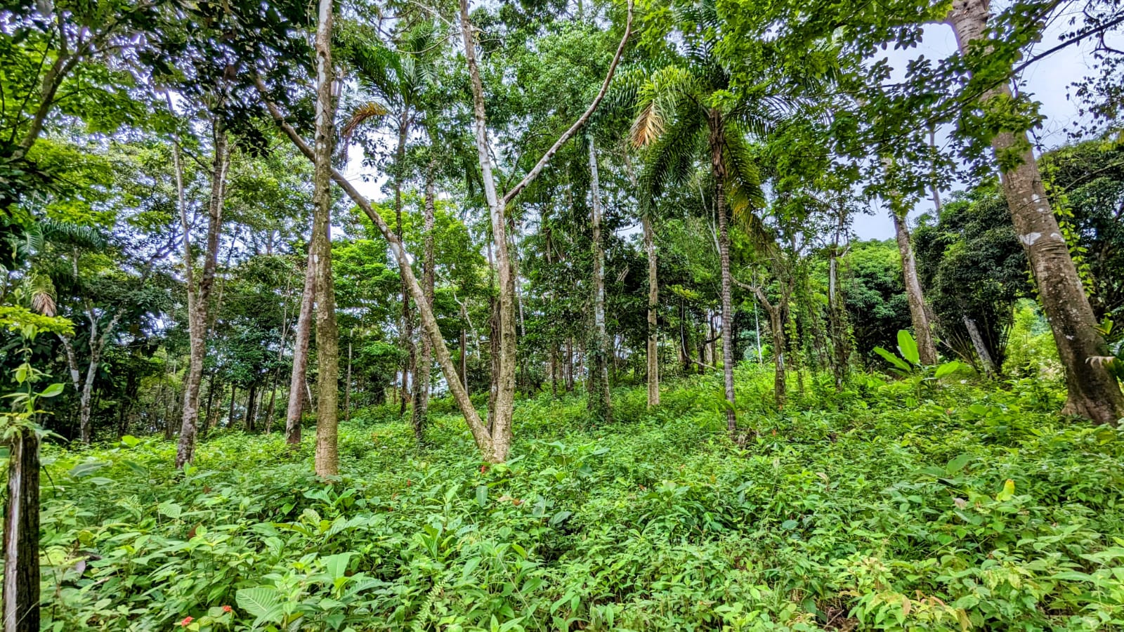 0 bed Land For Sale in Playa Ventanas, Puntarenas - thumb 10