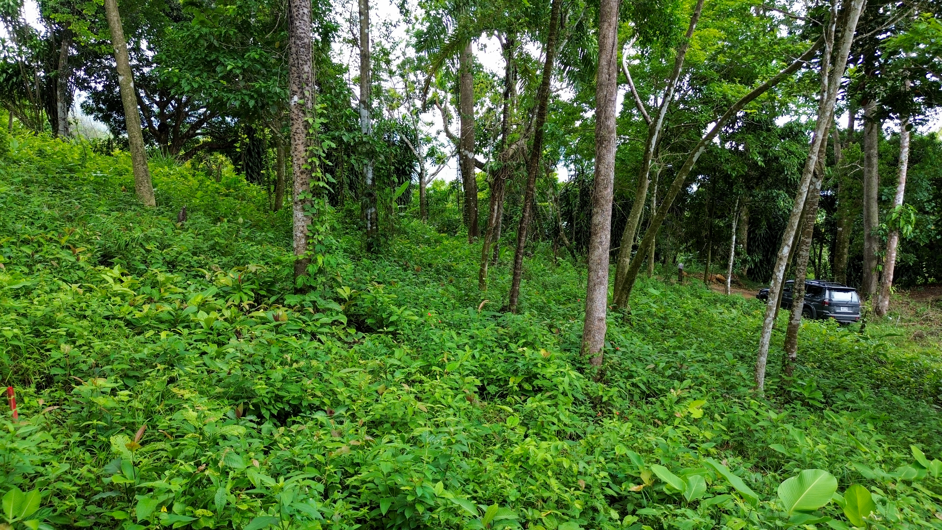 0 bed Land For Sale in Playa Ventanas, Puntarenas - thumb 7