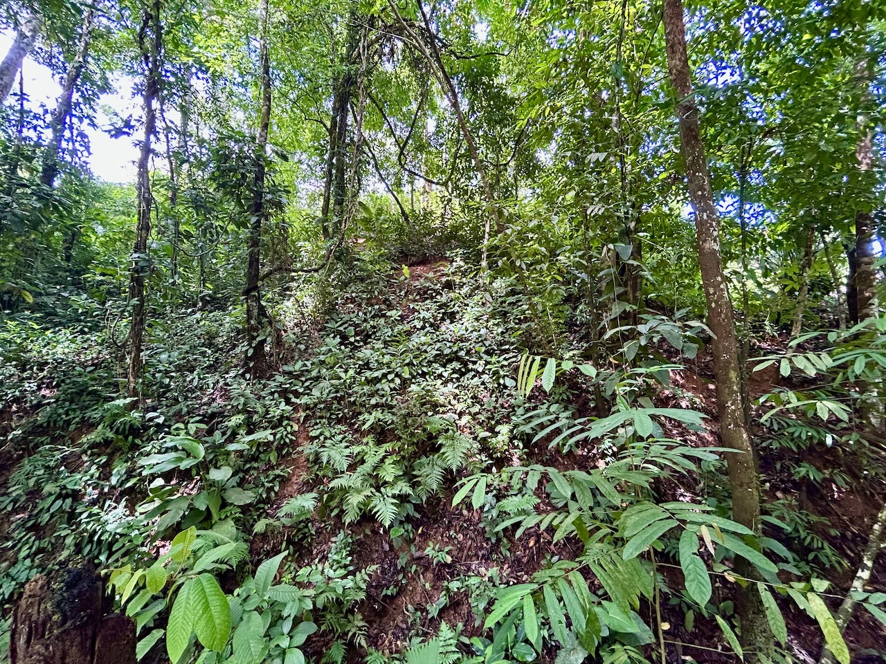 0 bed Land For Sale in Uvita, Puntarenas - thumb 20