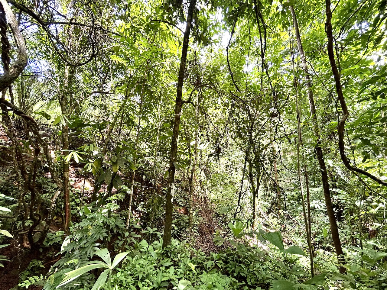 0 bed Land For Sale in Uvita, Puntarenas - thumb 21