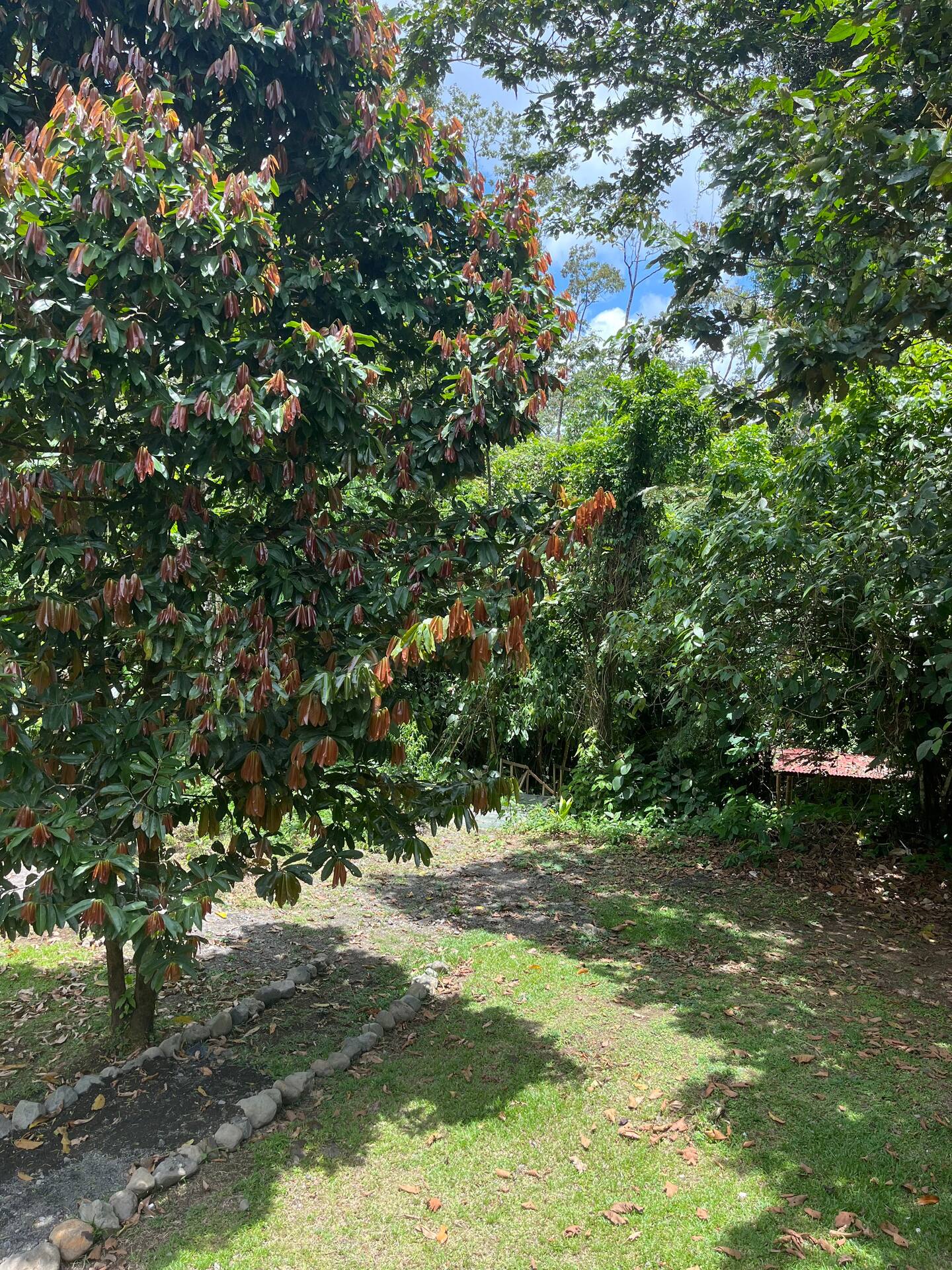 0 bed Land For Sale in Upala, Alajuela - thumb 1