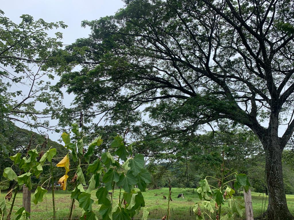 0 bed Land For Sale in Atenas, Alajuela - thumb 1