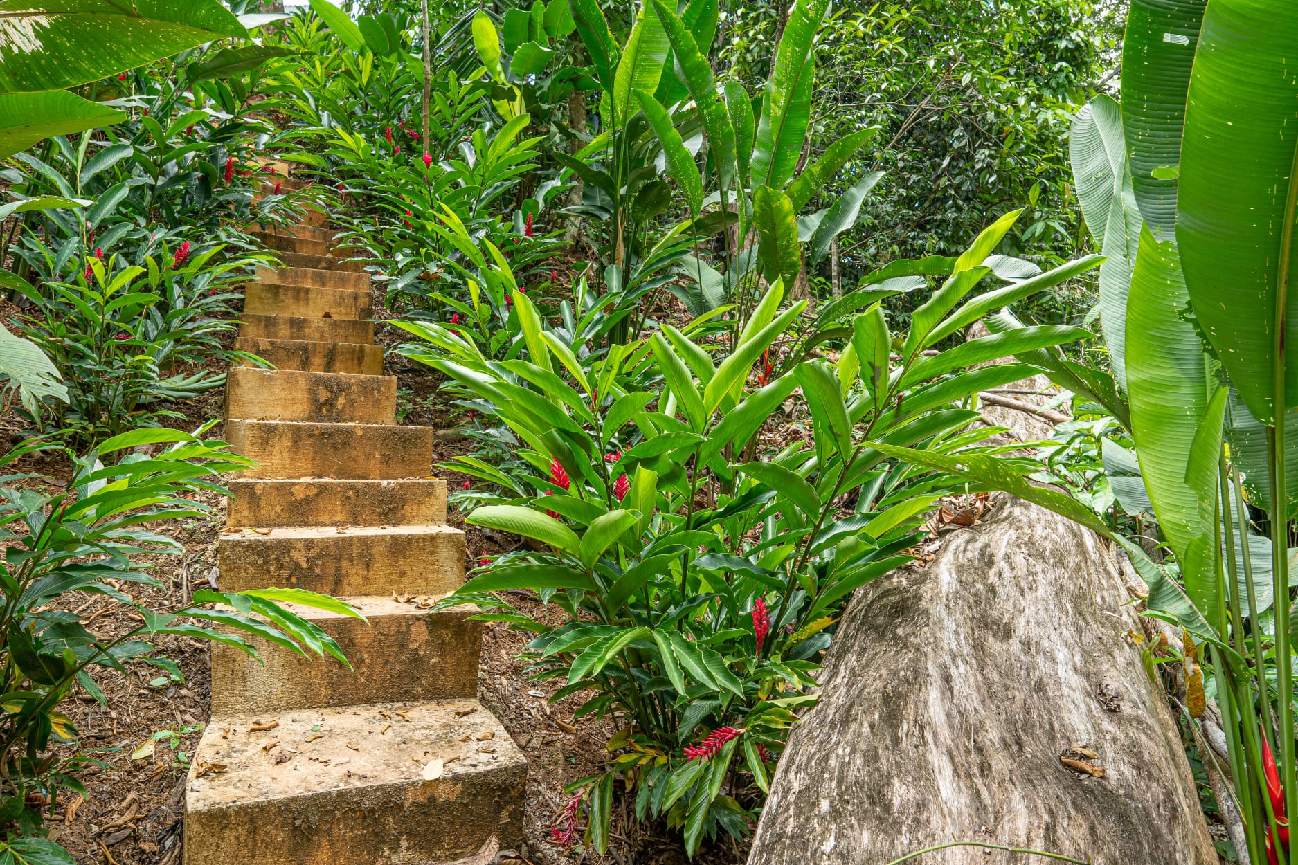 1 bed Single Family Homes For Sale in Ojochal, Puntarenas - thumb 17