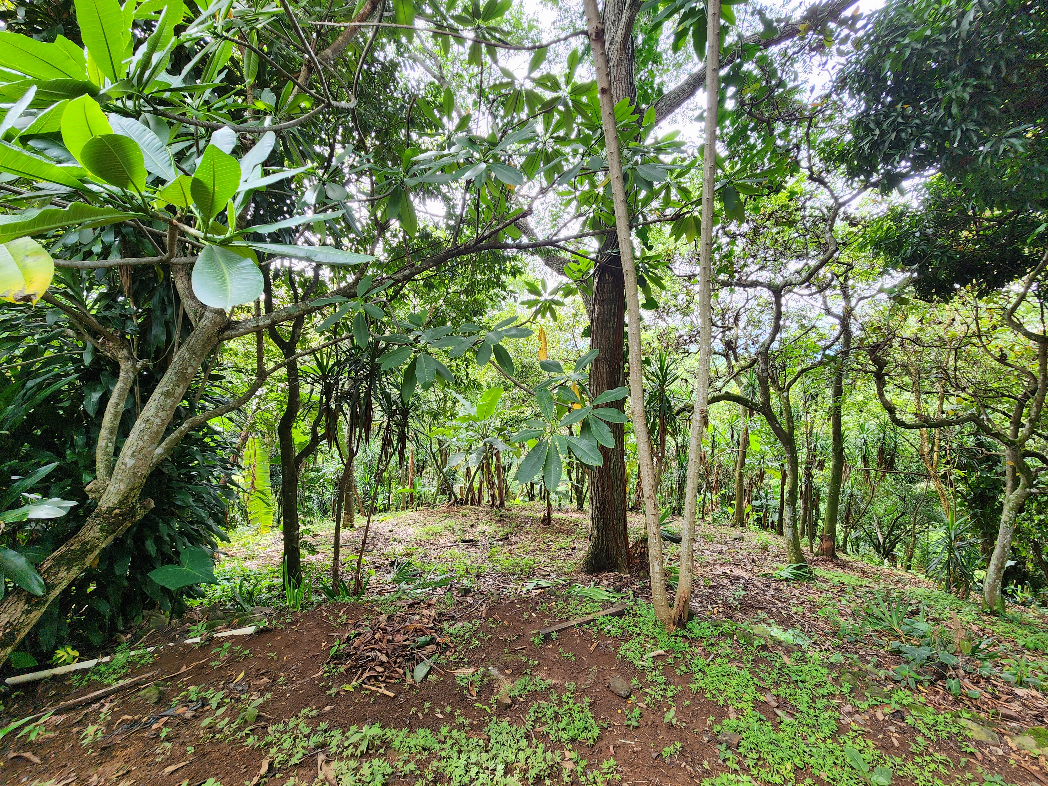 5 bed Single Family Homes For Sale in Naranjo, Alajuela - thumb 4