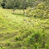  - 1.46 Acre River And Mountain View Property For Sale In Tres Rios, Costa Rica