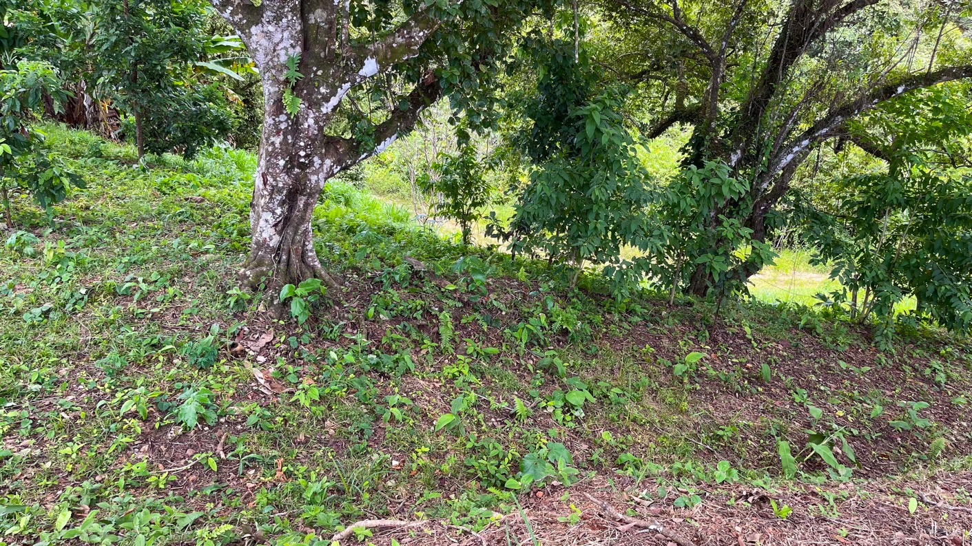 0 bed Land For Sale in Ojochal, Puntarenas - thumb 14