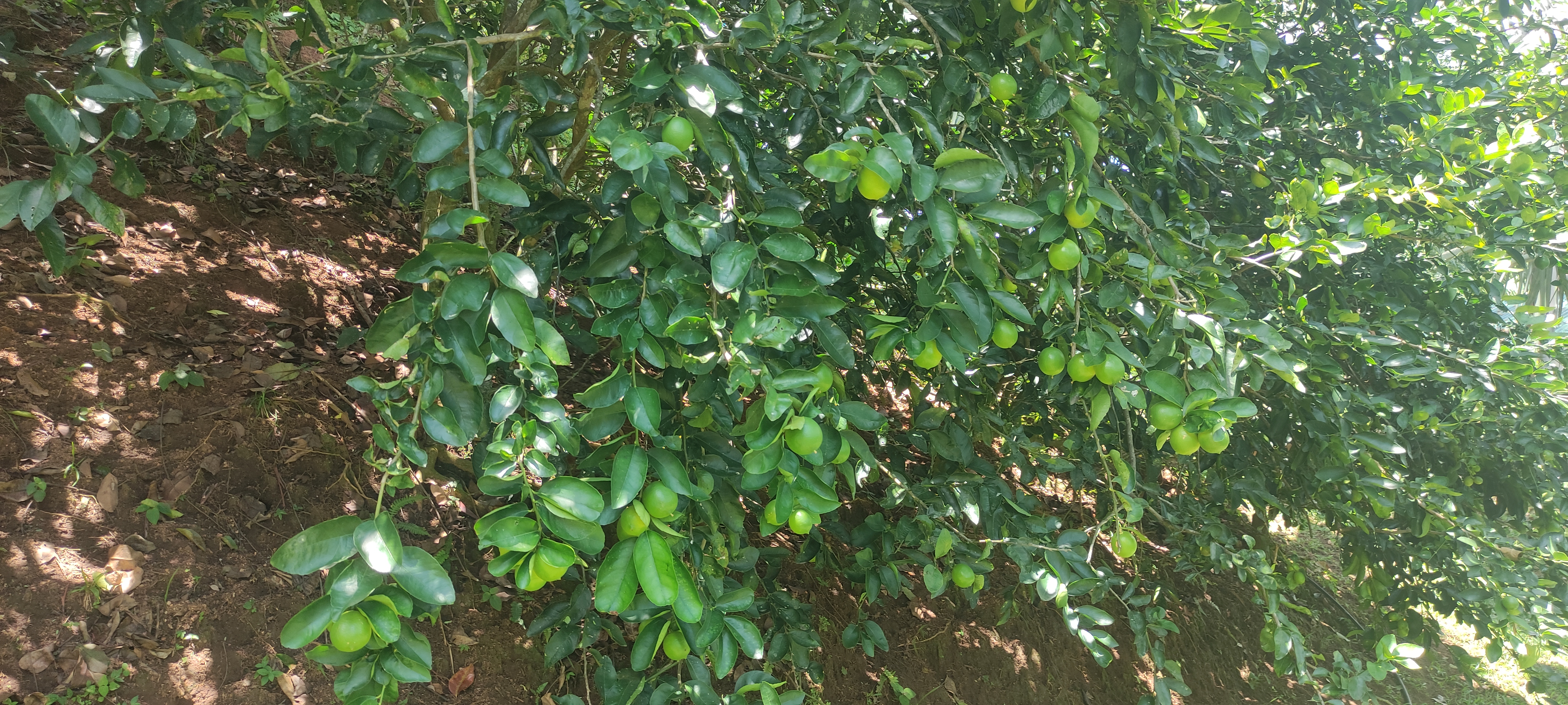 6 bed Single Family Homes For Sale in Puriscal, San Jose - thumb 17