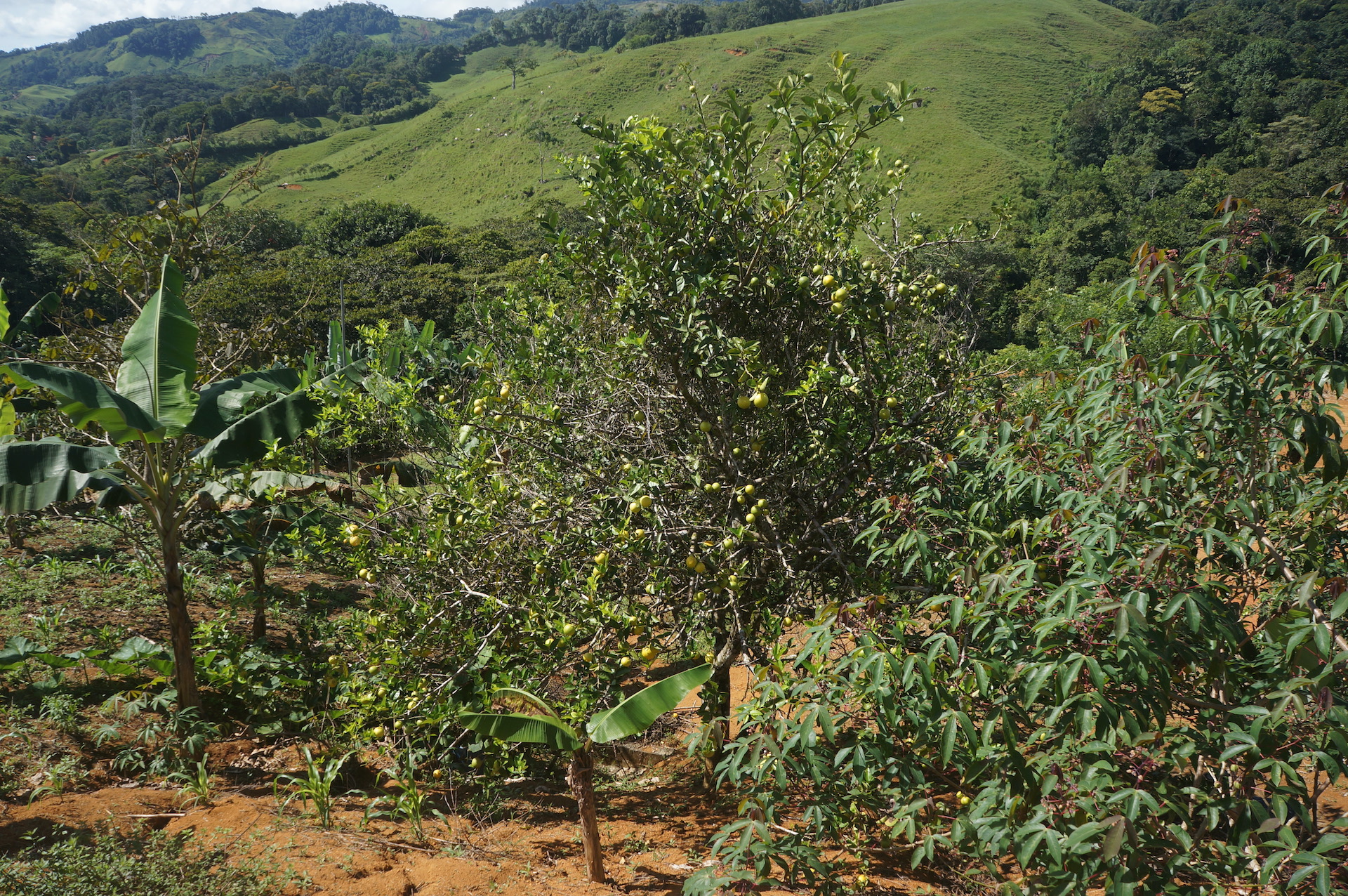 2 bed Land For Sale in Perez Zeledon, San Jose - thumb 14