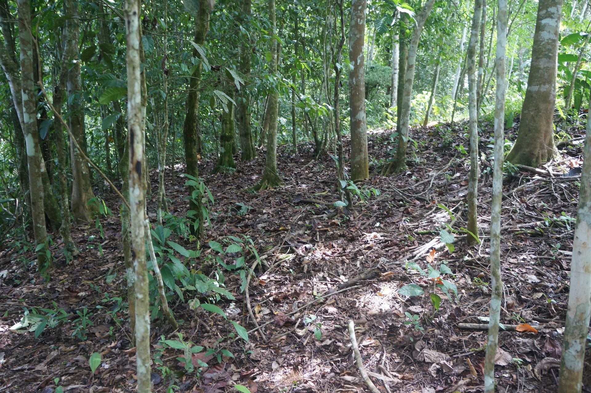 2 bed Land For Sale in Perez Zeledon, San Jose - thumb 3