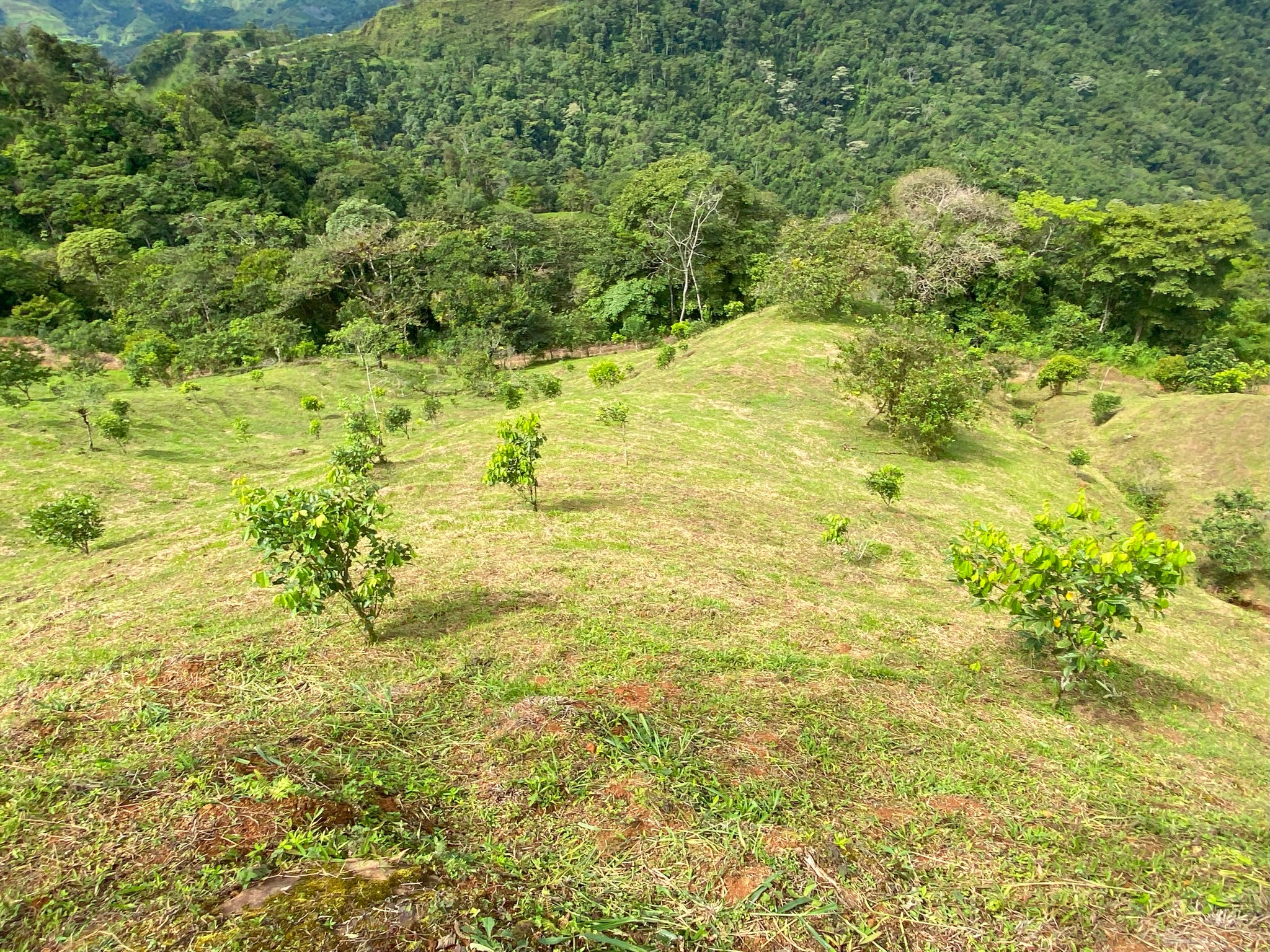 4 bed Land For Sale in Perez Zeledon, San Jose - thumb 18