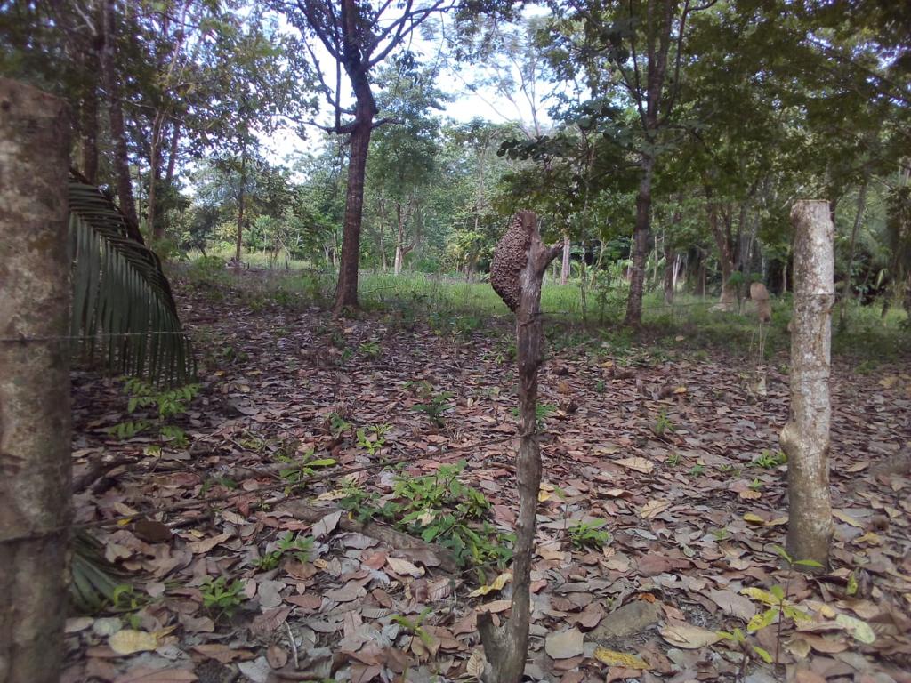 0 bed Land For Sale in Nicoya Peninsula, Guanacaste - thumb 3