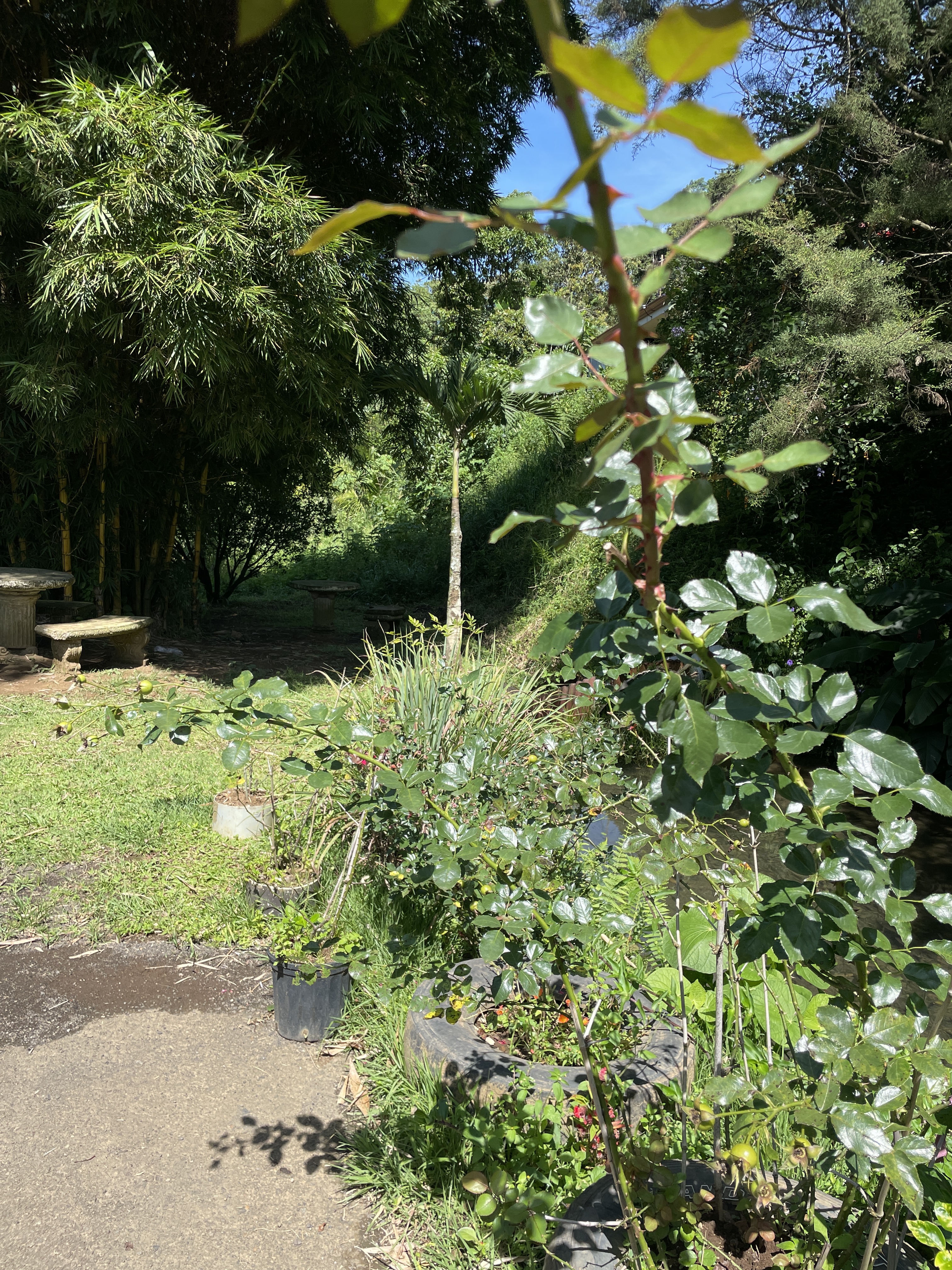 1 bed Land For Sale in Grecia, Alajuela - thumb 18