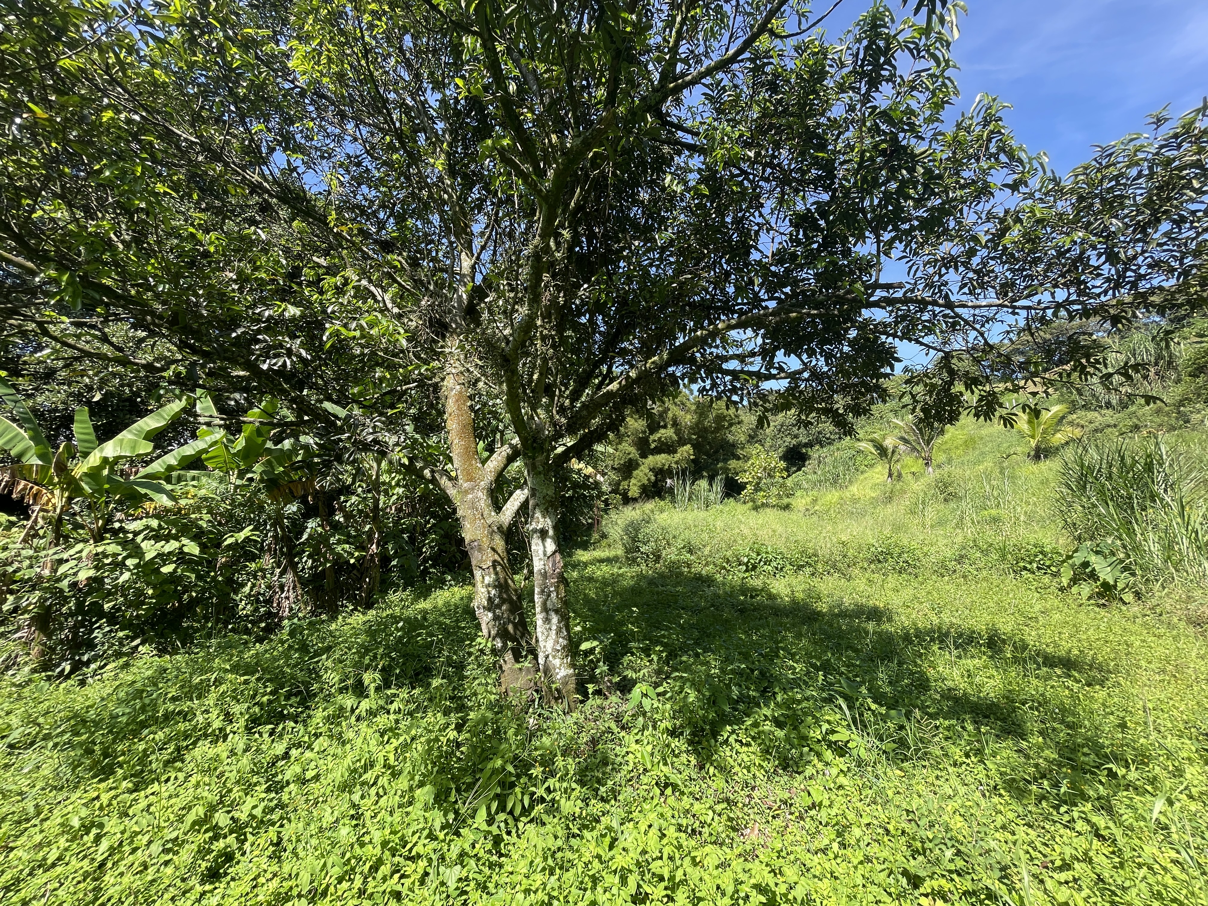 1 bed Land For Sale in Grecia, Alajuela - thumb 10