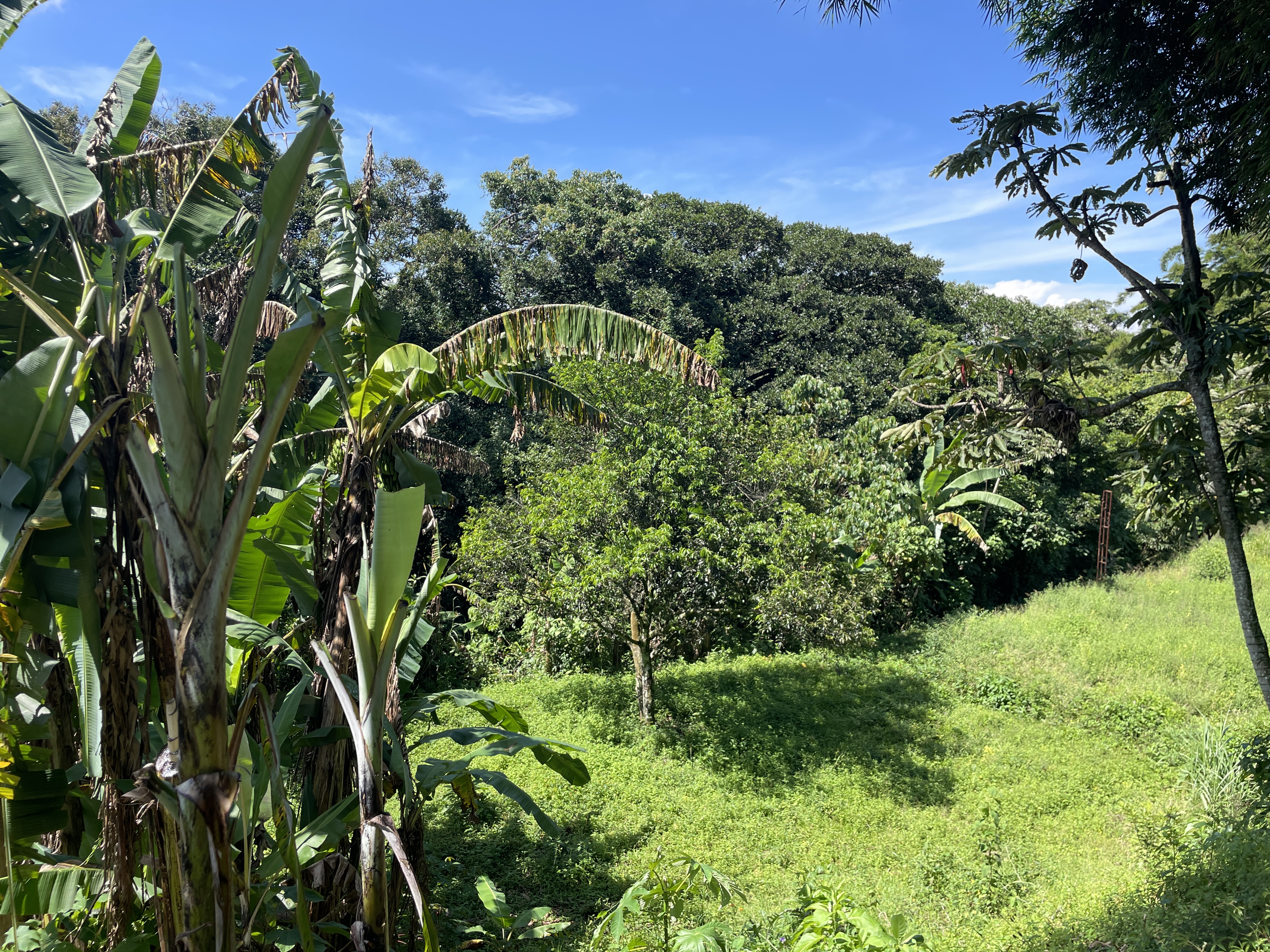 1 bed Land For Sale in Grecia, Alajuela - thumb 13