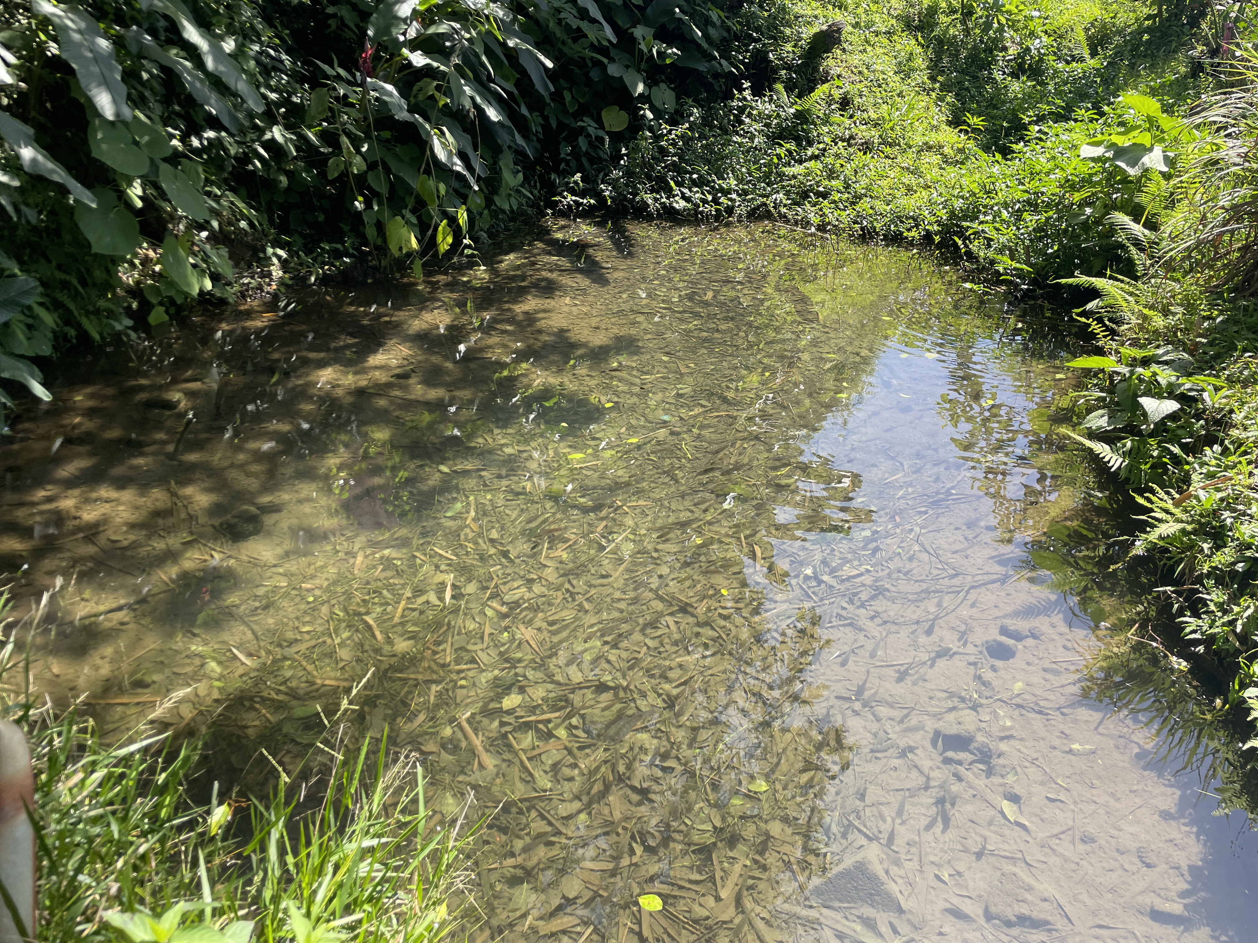 1 bed Land For Sale in Grecia, Alajuela - thumb 2