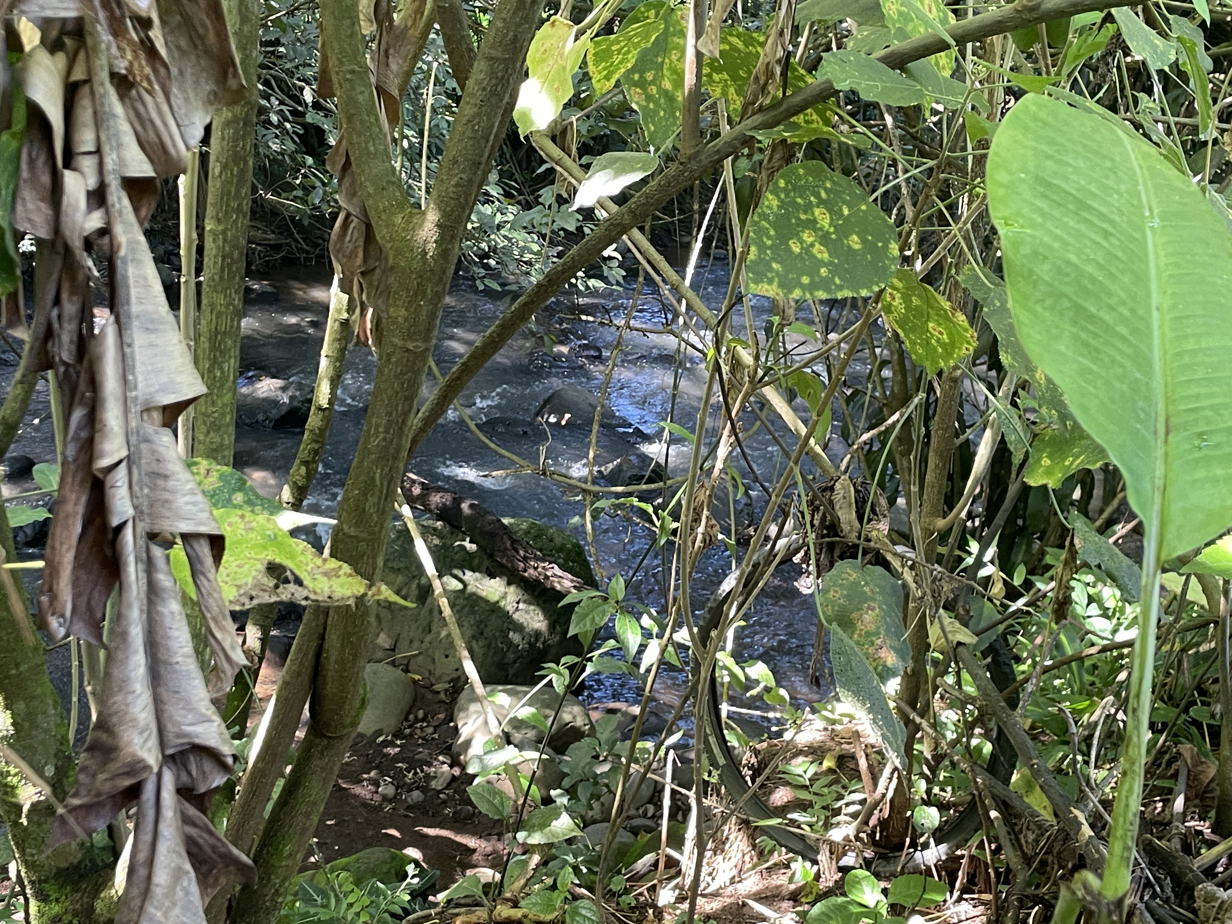 1 bed Land For Sale in Grecia, Alajuela - thumb 5