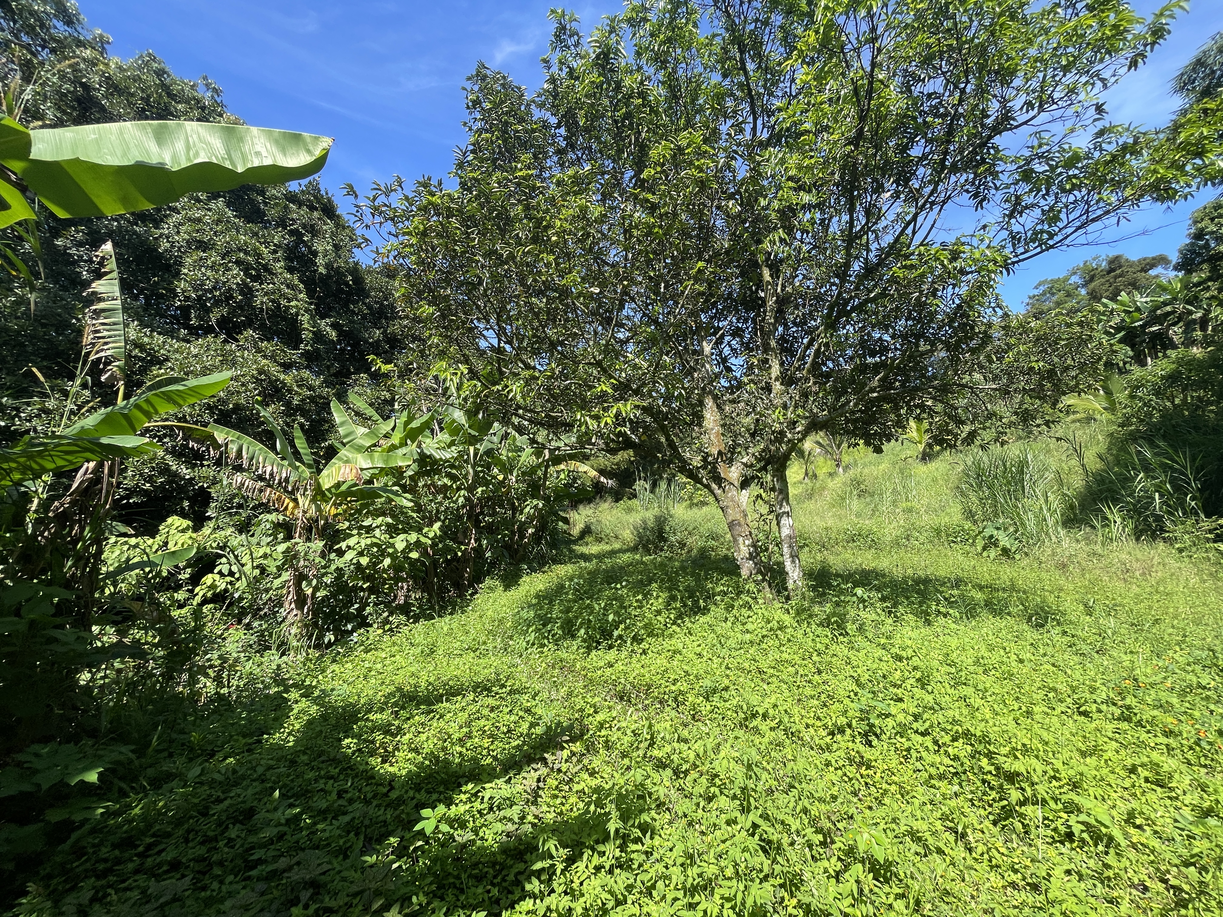 1 bed Land For Sale in Grecia, Alajuela - thumb 11