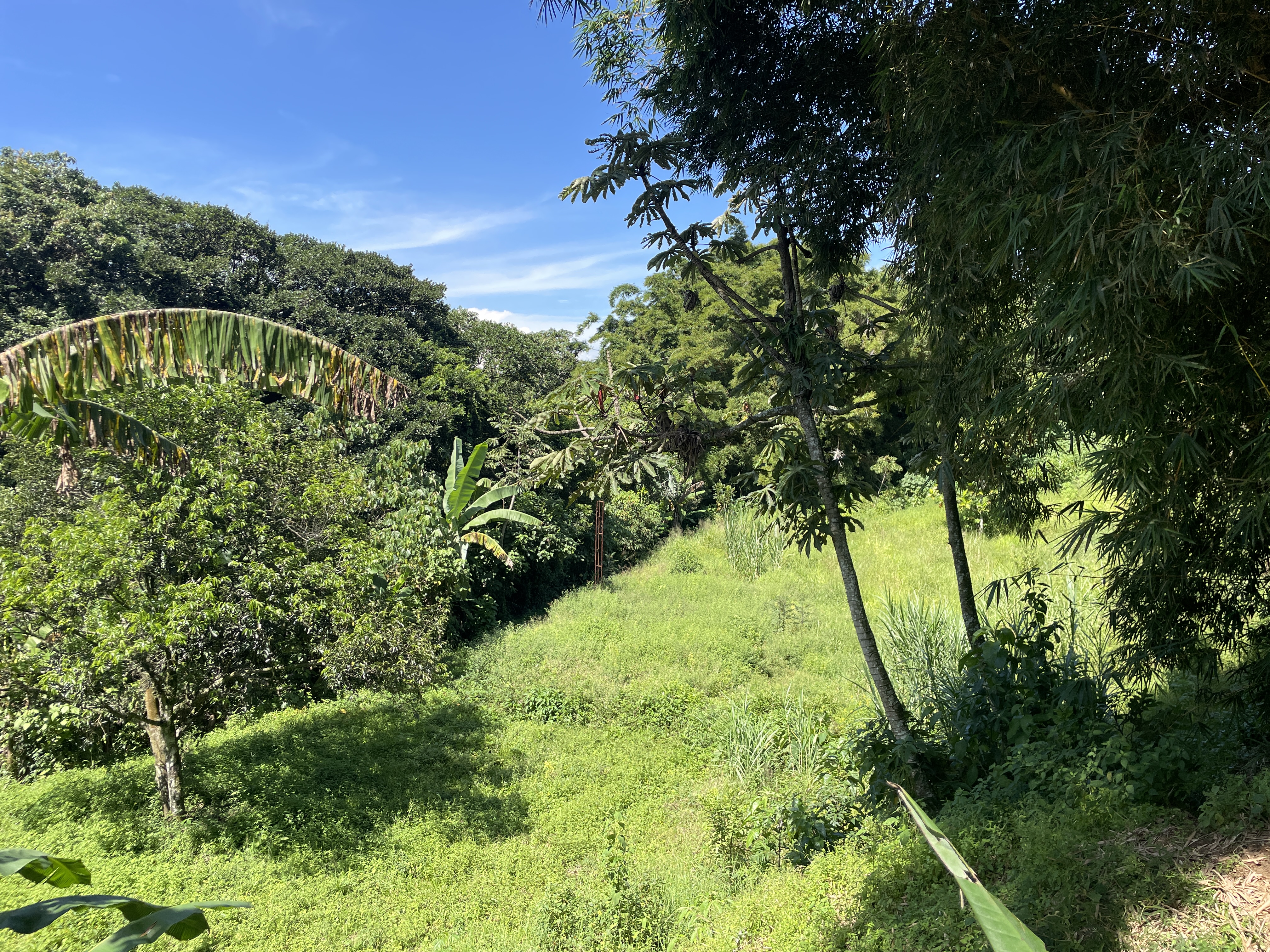 1 bed Land For Sale in Grecia, Alajuela - thumb 15