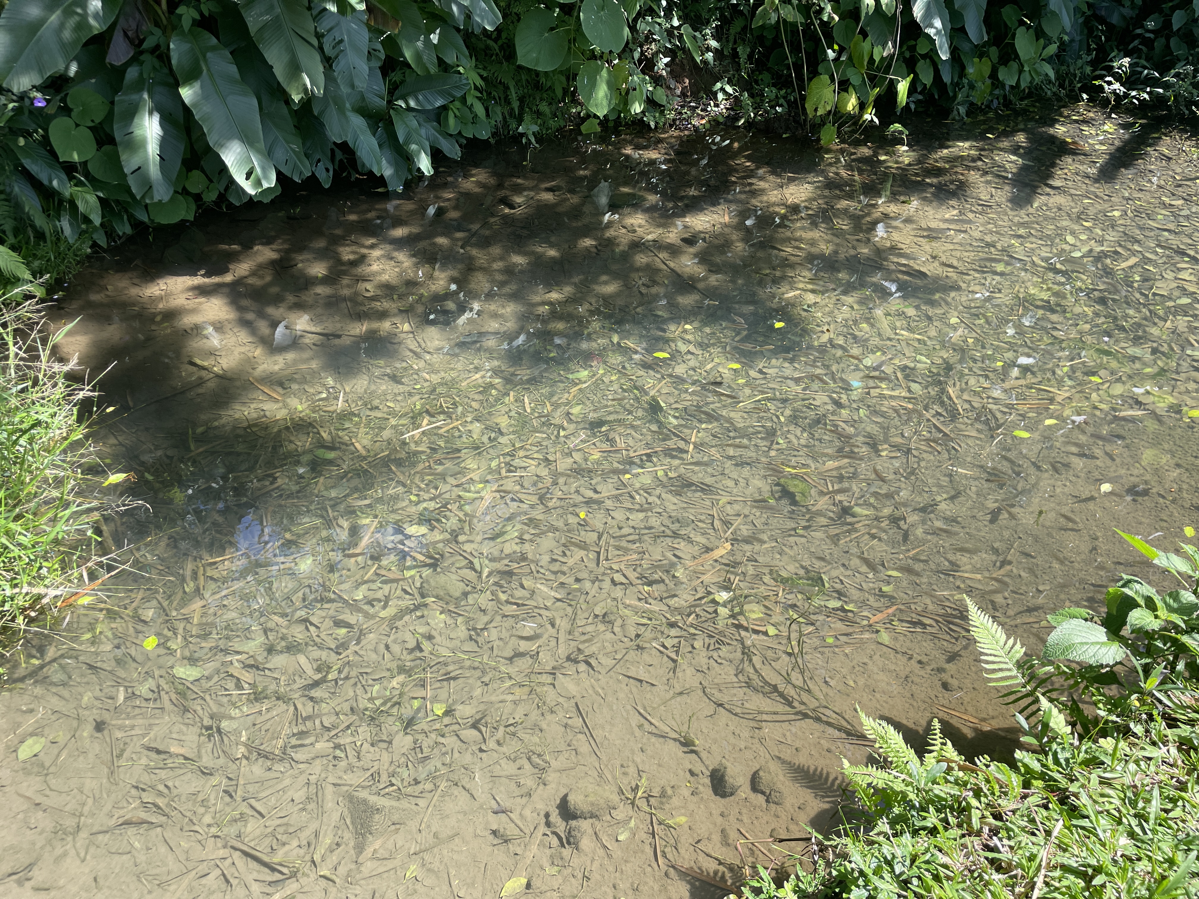 1 bed Land For Sale in Grecia, Alajuela - thumb 4