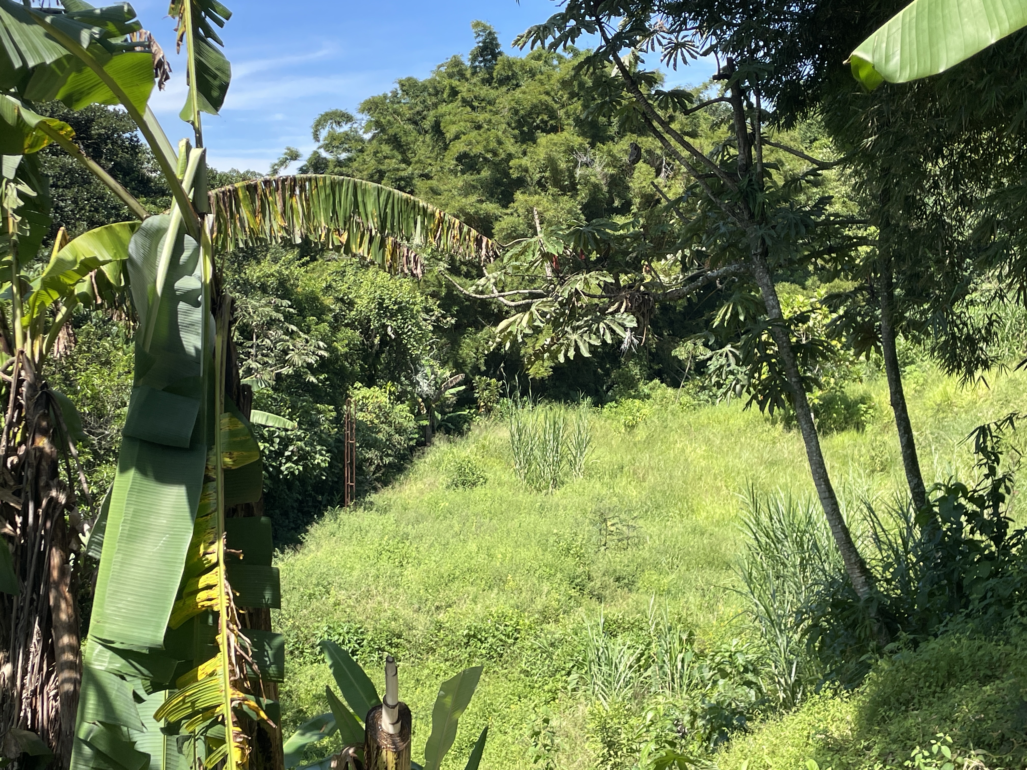 1 bed Land For Sale in Grecia, Alajuela - thumb 14
