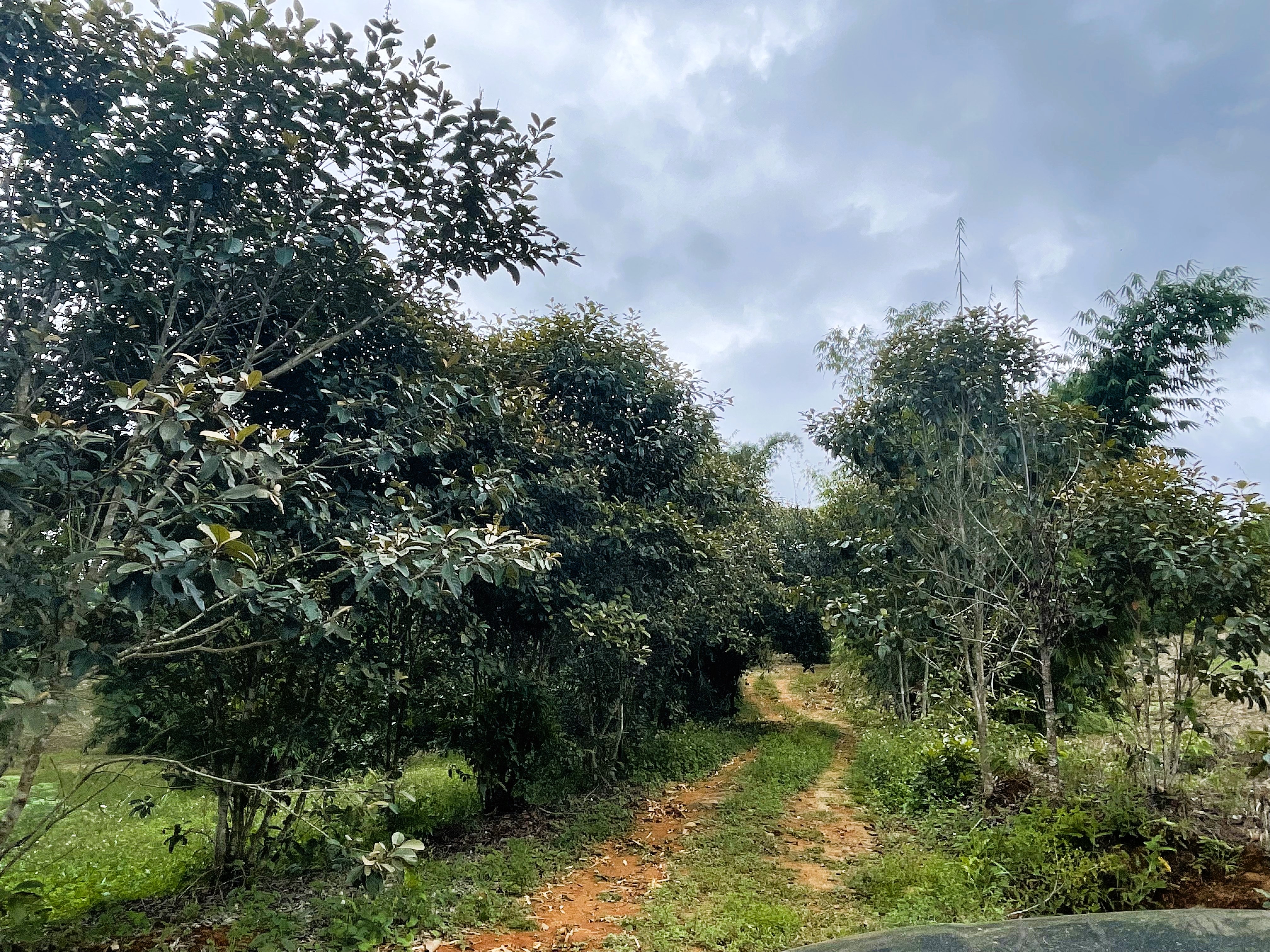 0 bed Land For Sale in Perez Zeledon, San Jose - thumb 22