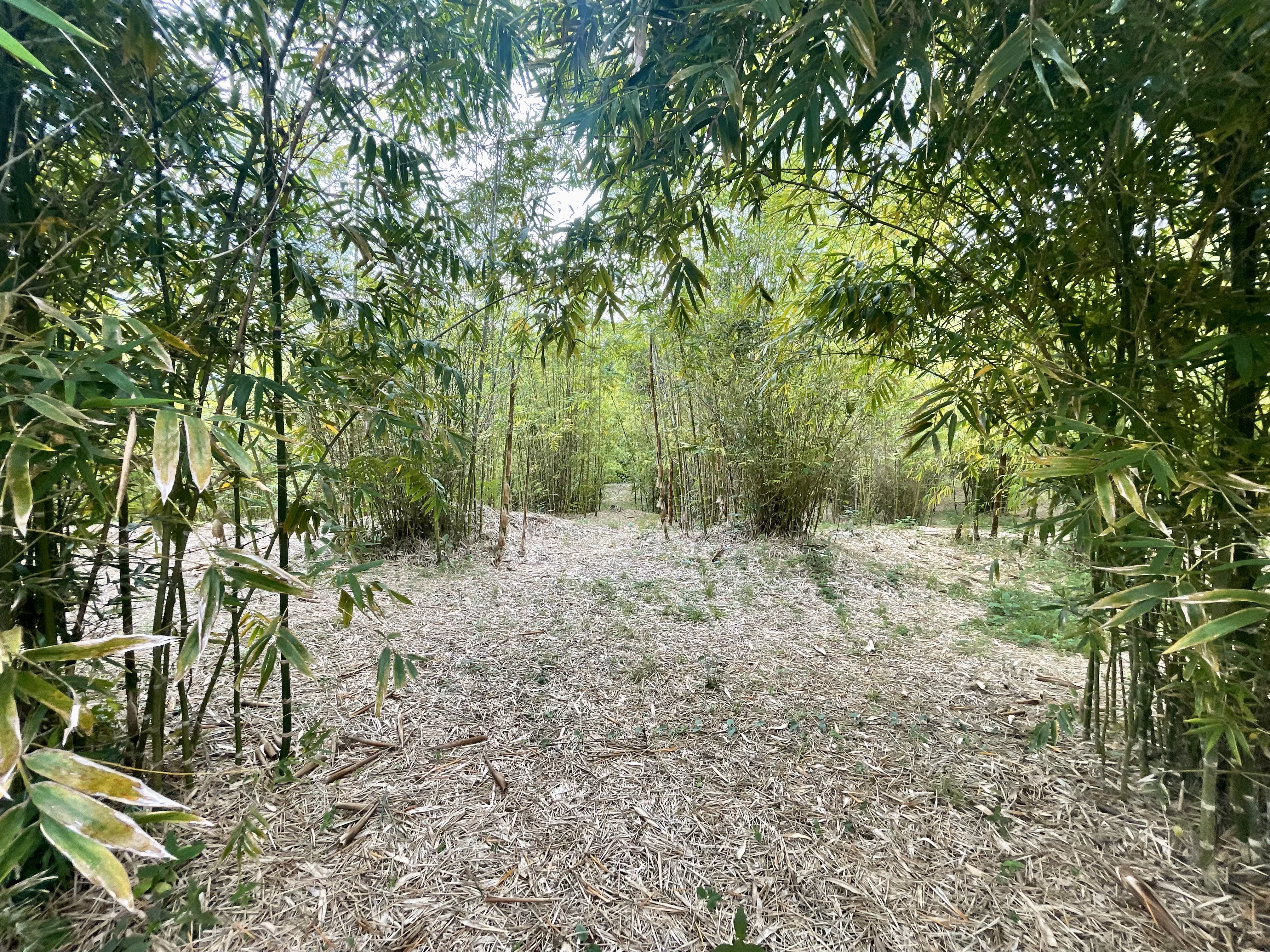 0 bed Land For Sale in Perez Zeledon, San Jose - thumb 13