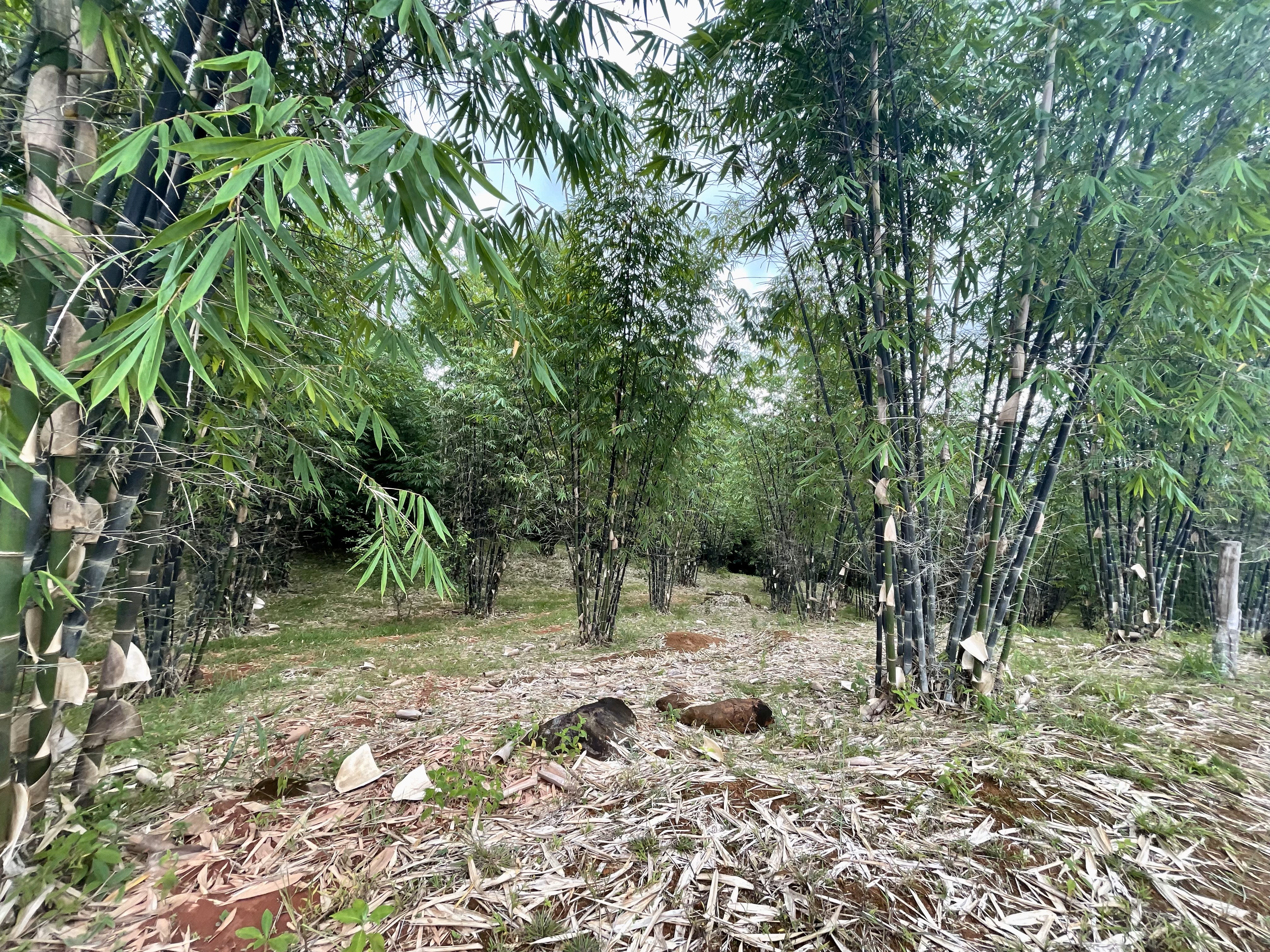0 bed Land For Sale in Perez Zeledon, San Jose - thumb 20