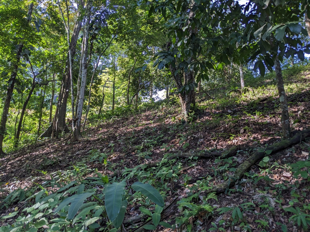 0 bed Land For Sale in Punta Leona, Puntarenas - thumb 19