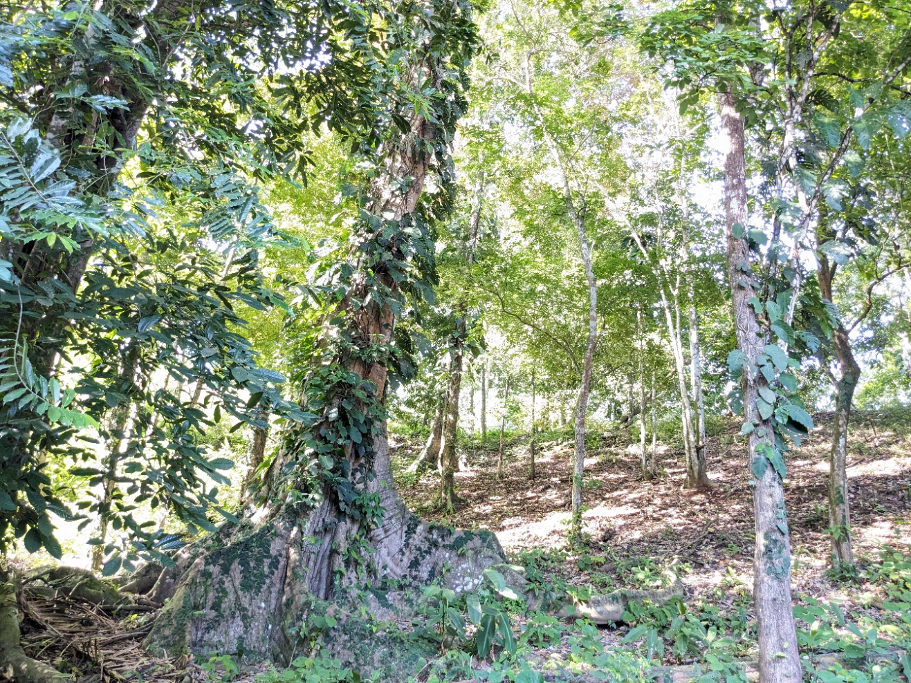 0 bed Land For Sale in Punta Leona, Puntarenas - thumb 12