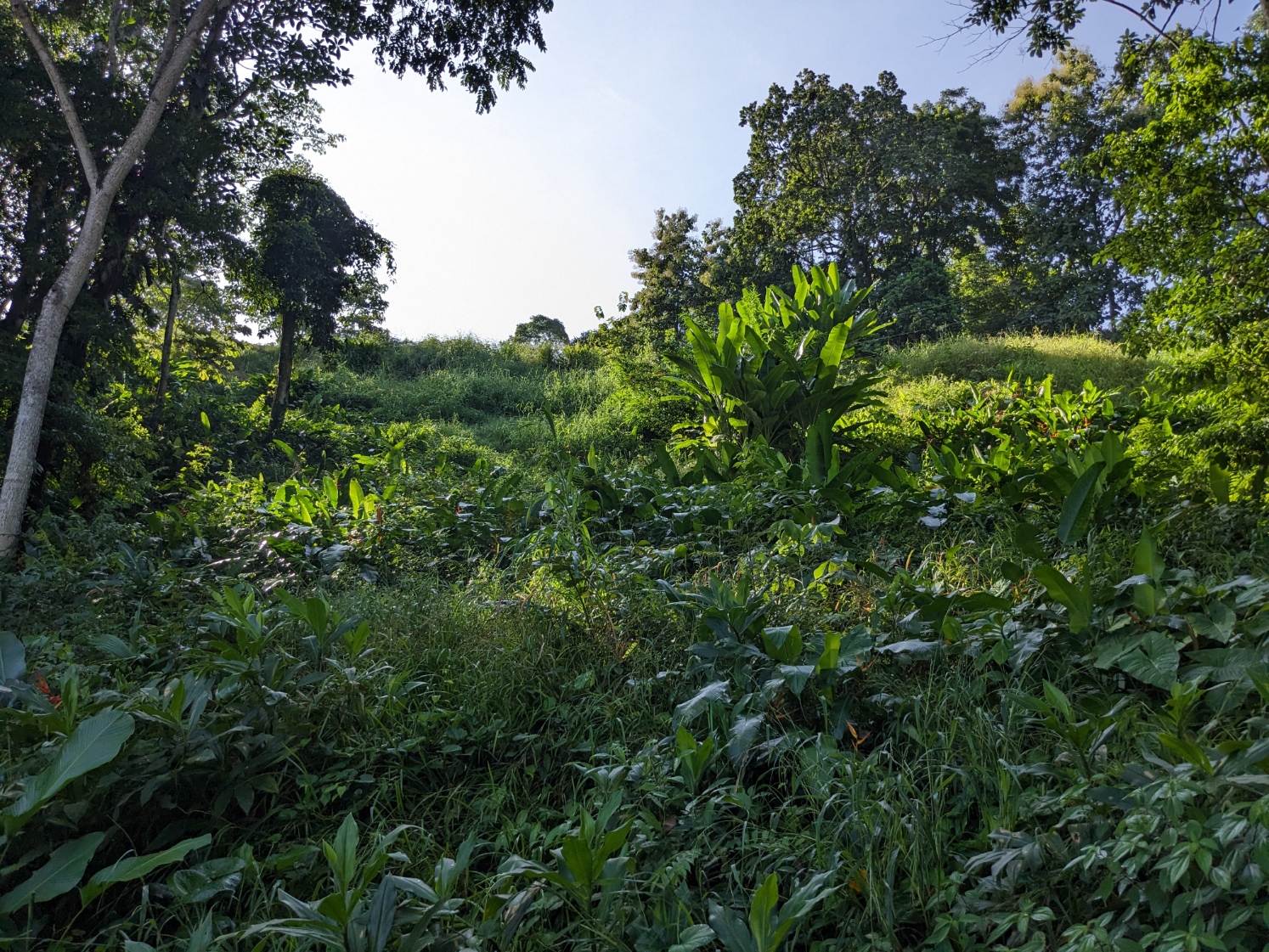 0 bed Land For Sale in Punta Leona, Puntarenas - thumb 13