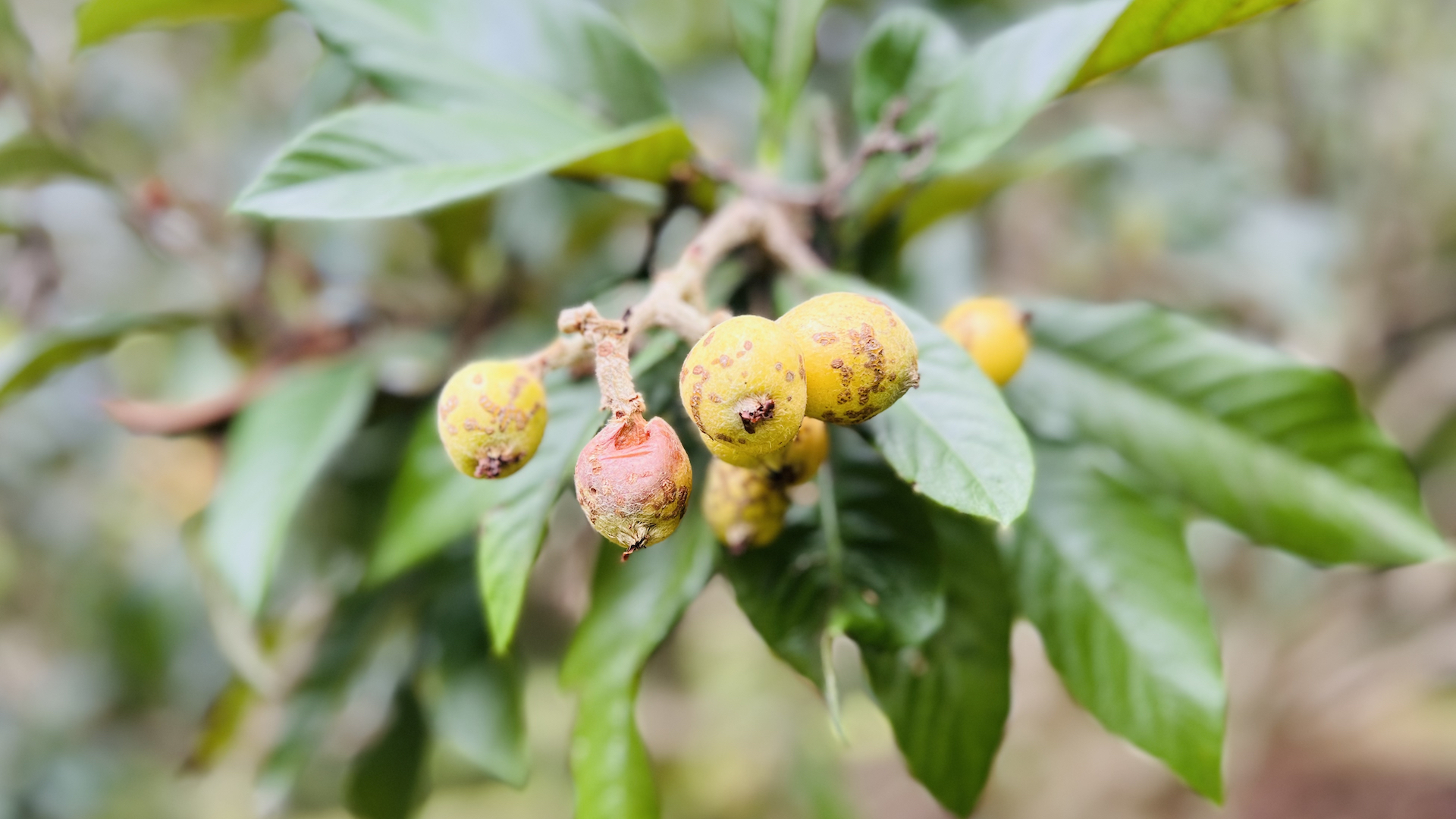 3 bed Single Family Homes For Sale in Perez Zeledon, San Jose - thumb 26