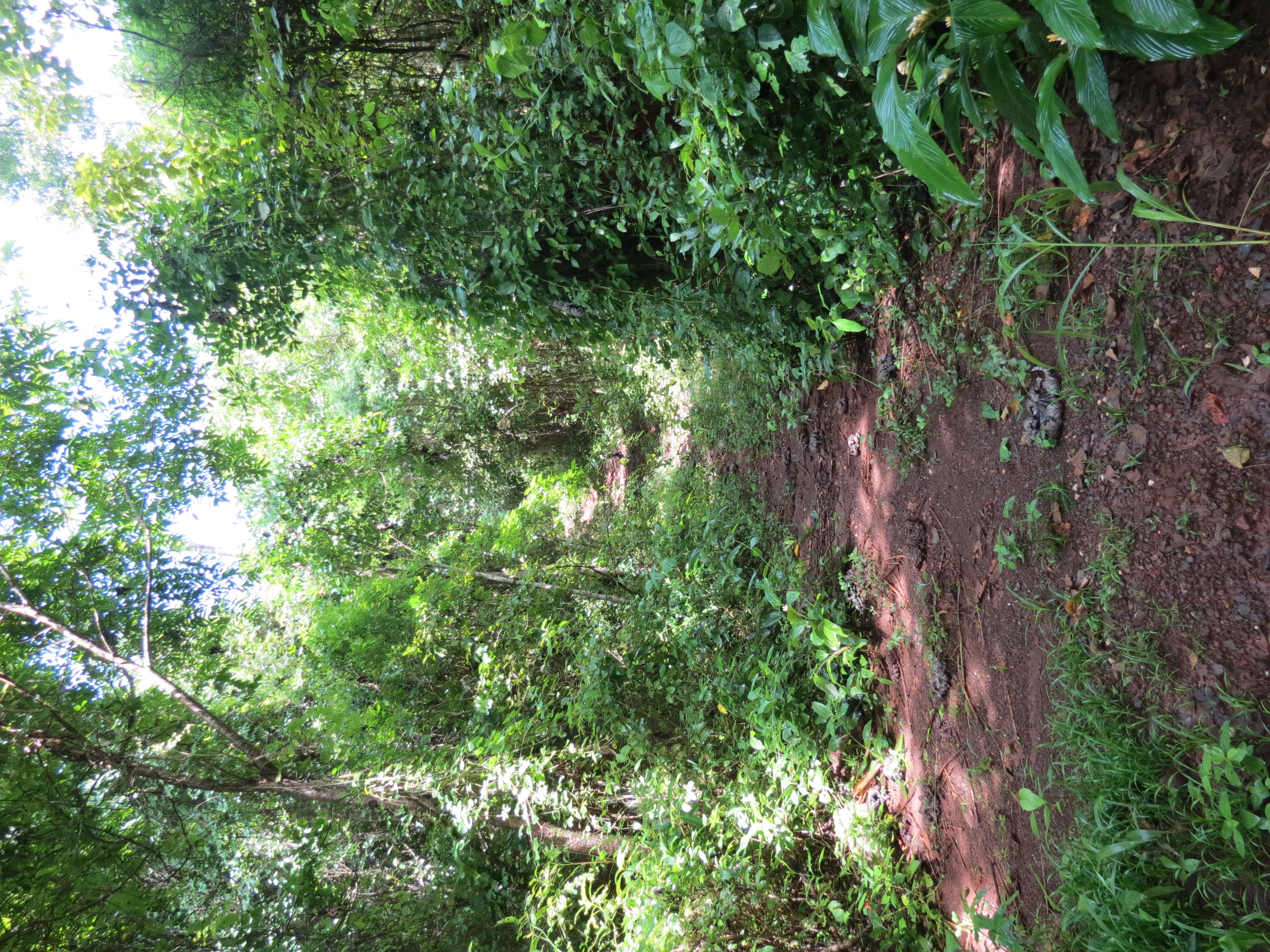 0 bed Land For Sale in Ostional, Guanacaste - thumb 5