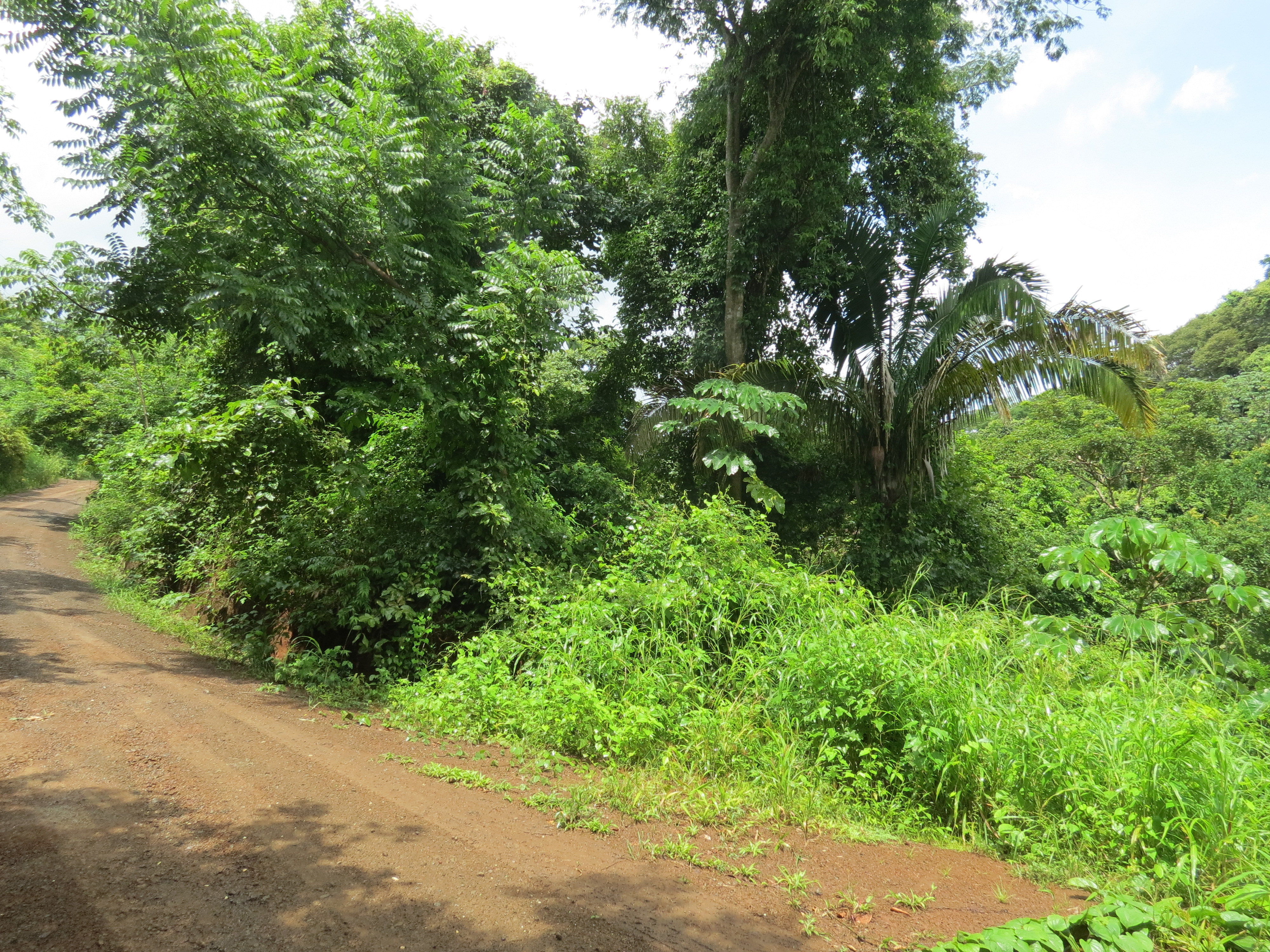 0 bed Land For Sale in Ostional, Guanacaste - thumb 7