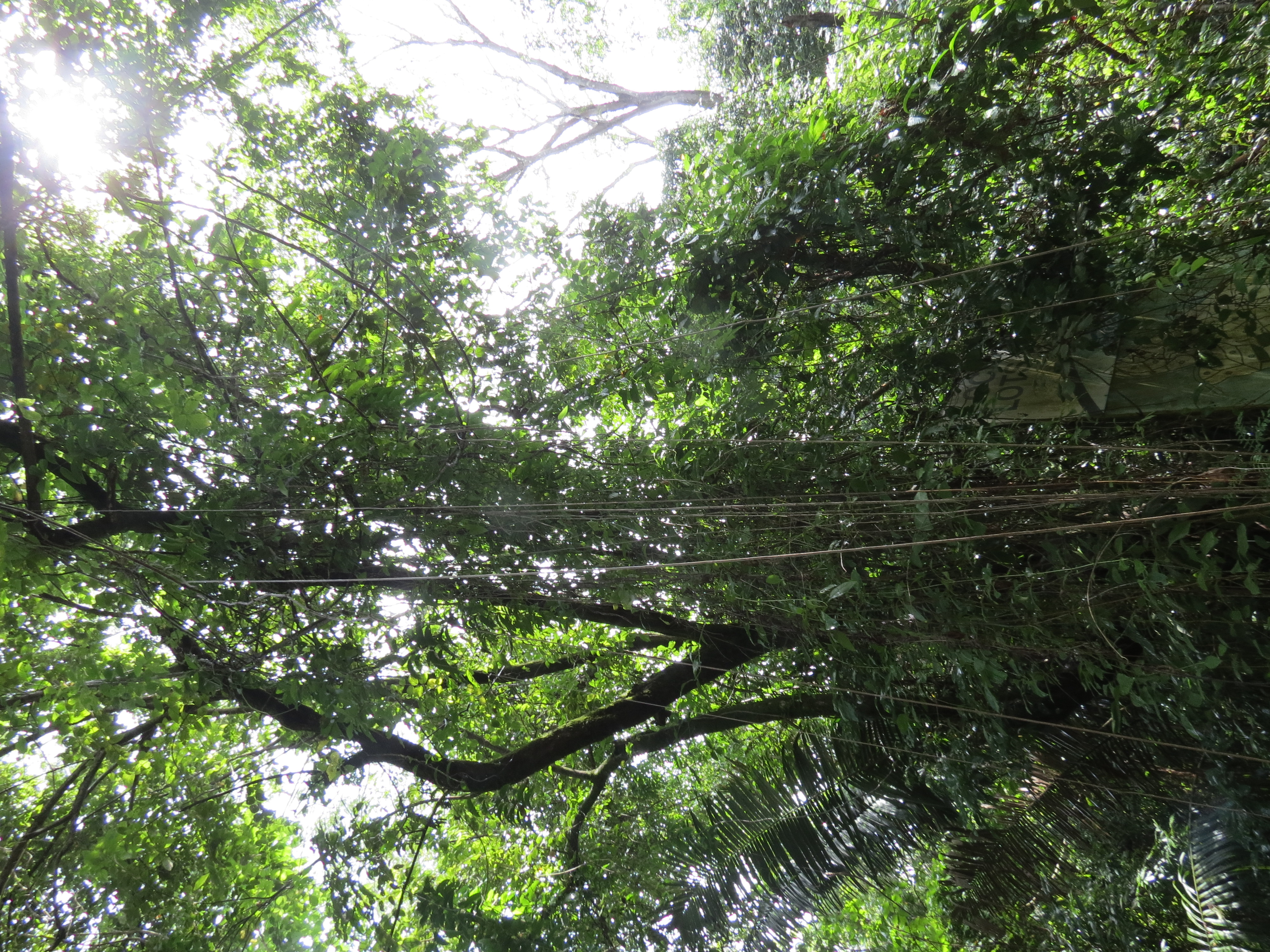 0 bed Land For Sale in Ostional, Guanacaste - thumb 6