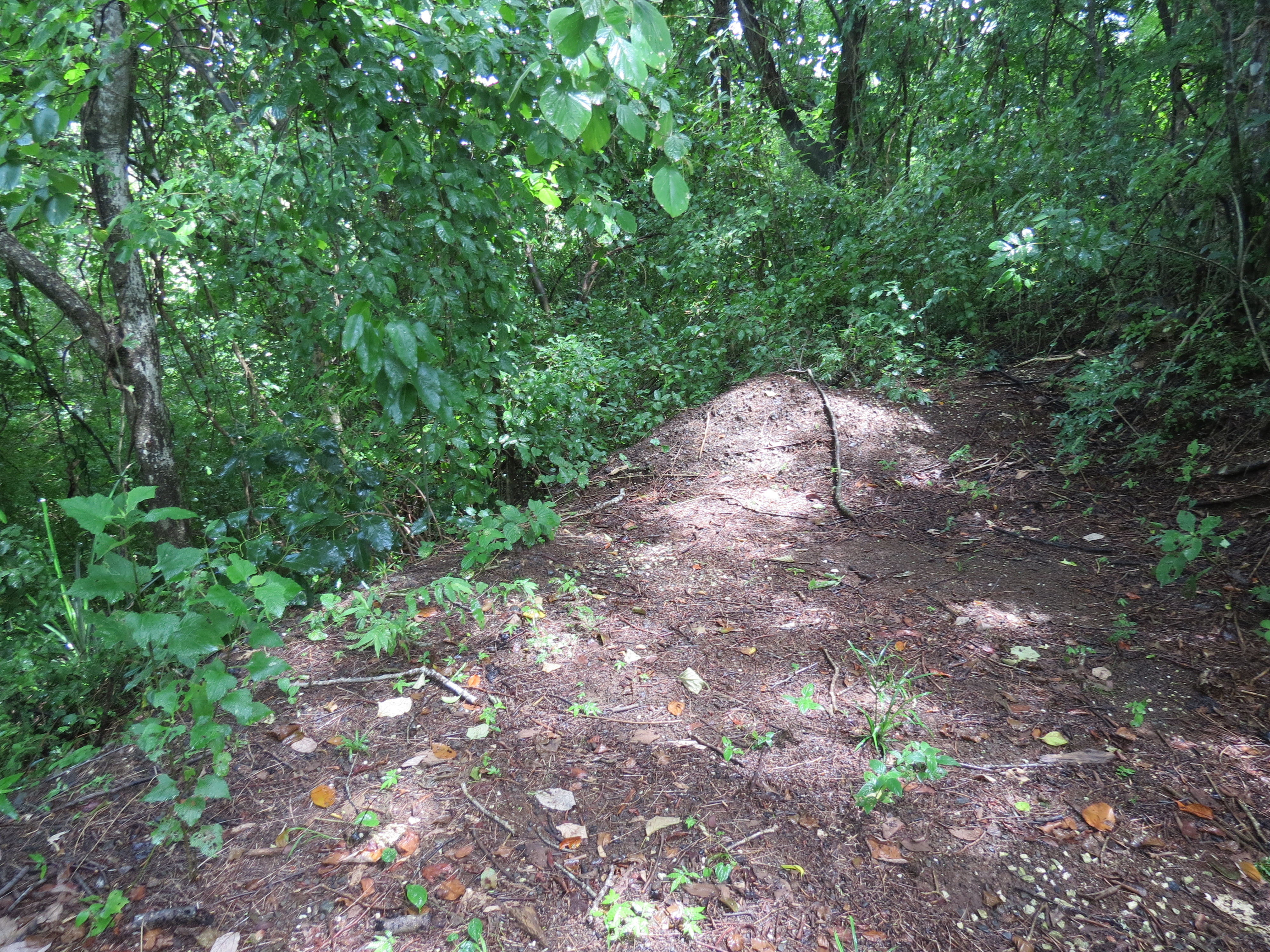 0 bed Land For Sale in Ostional, Guanacaste - thumb 1