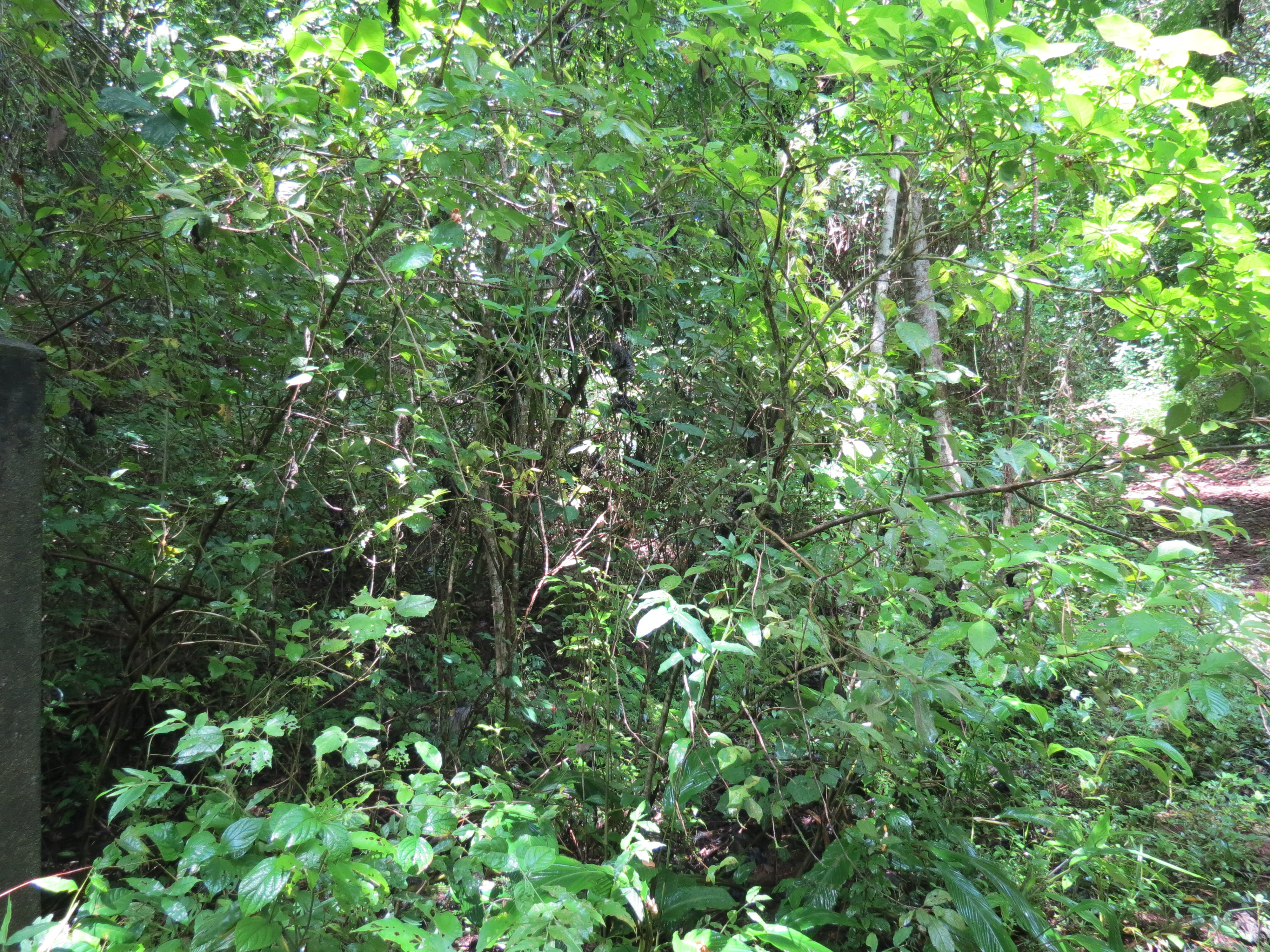0 bed Land For Sale in Ostional, Guanacaste - thumb 5