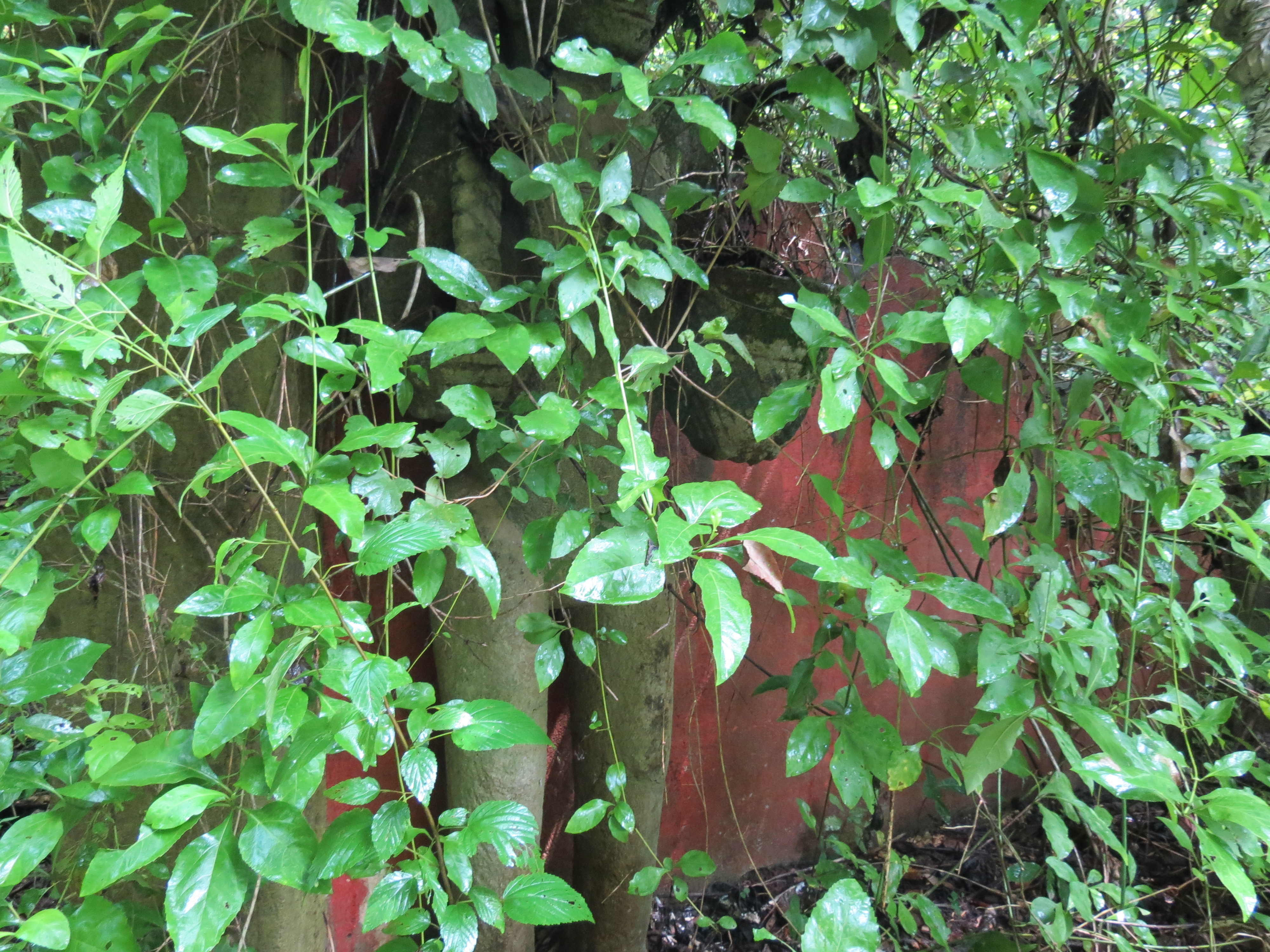 0 bed Land For Sale in Ostional, Guanacaste - thumb 4