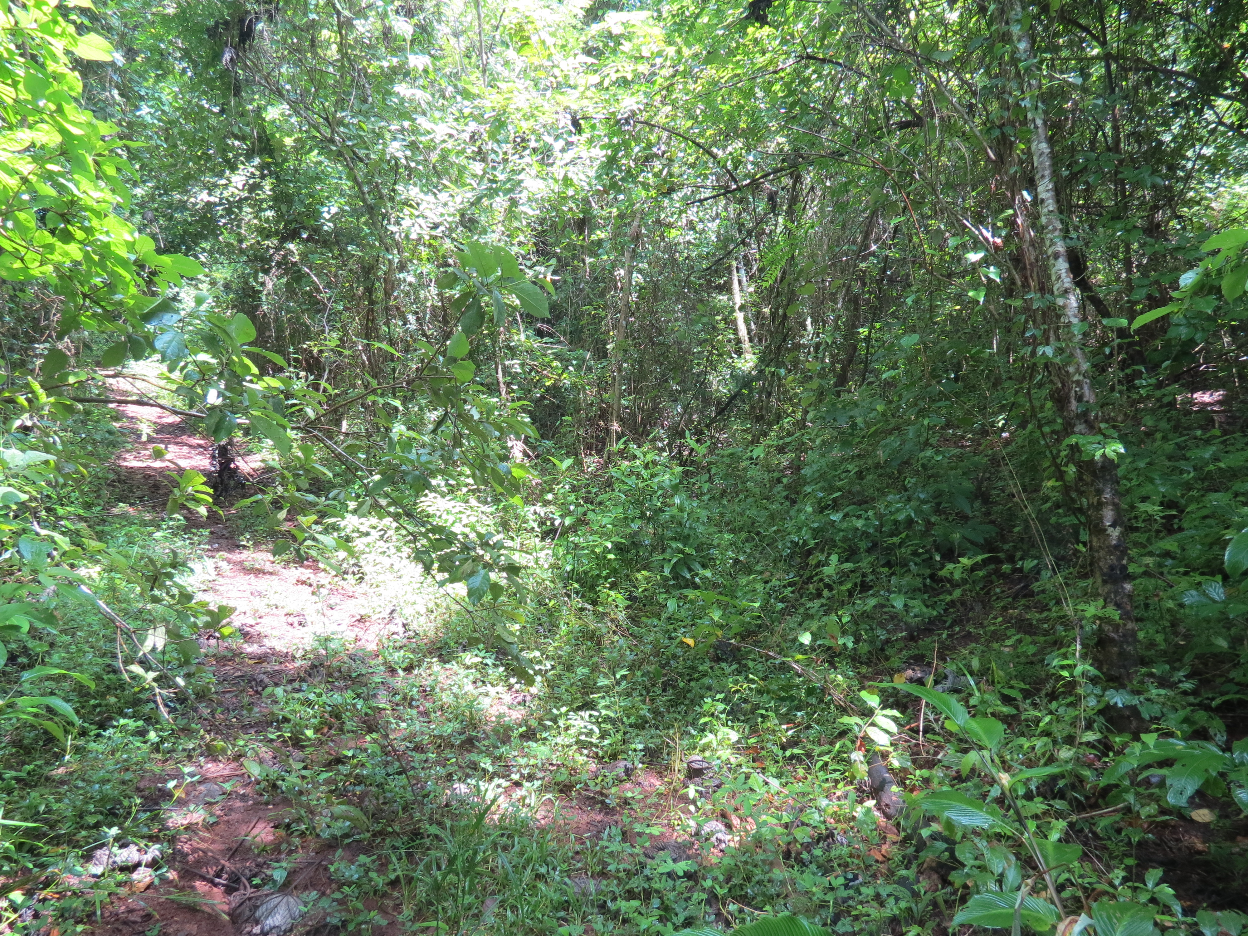 0 bed Land For Sale in Ostional, Guanacaste - thumb 6
