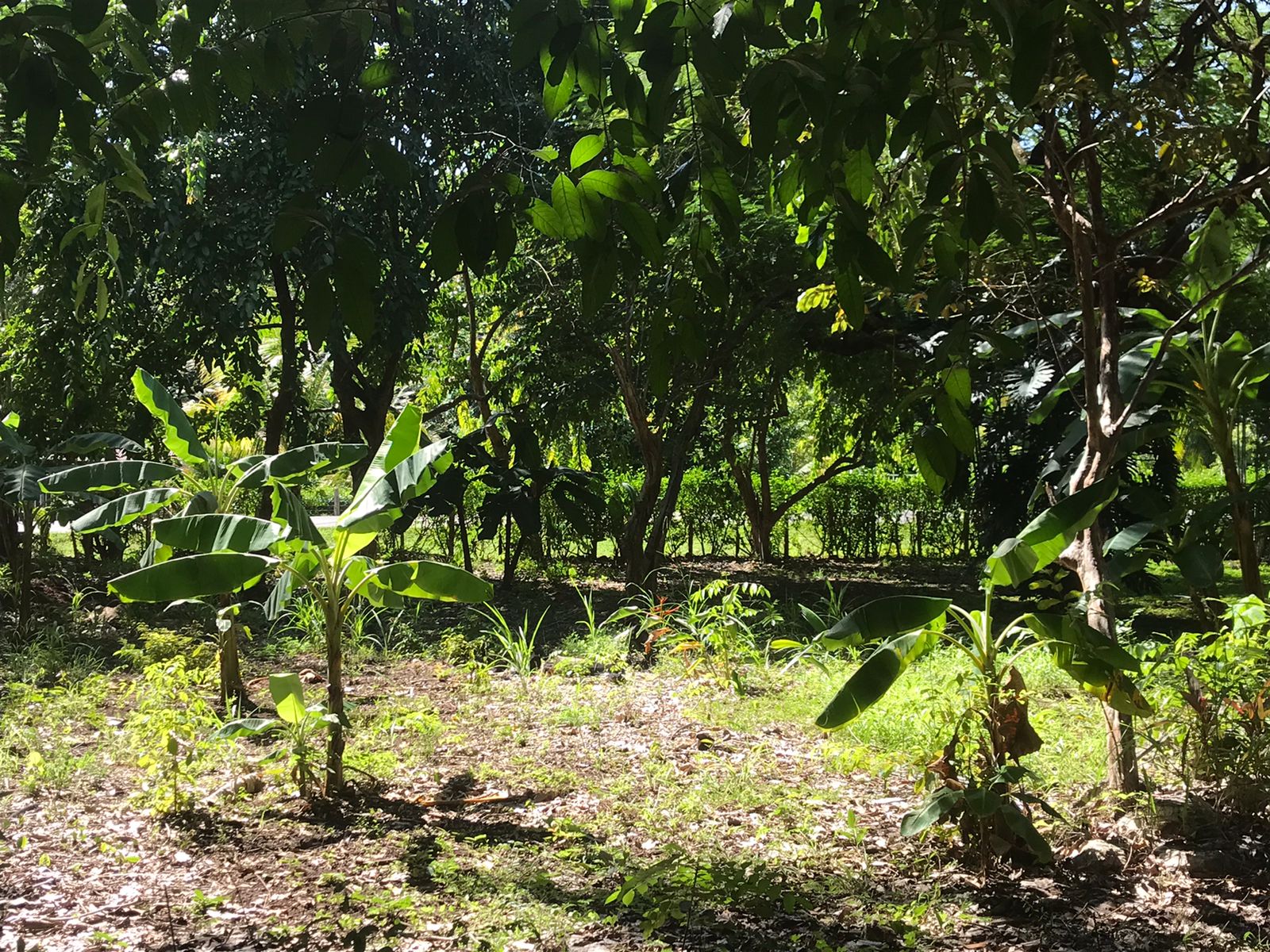 0 bed Land For Sale in Samara, Guanacaste - thumb 2