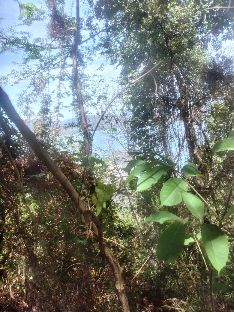 0 bed Land For Sale in Paquera, Puntarenas - thumb 5