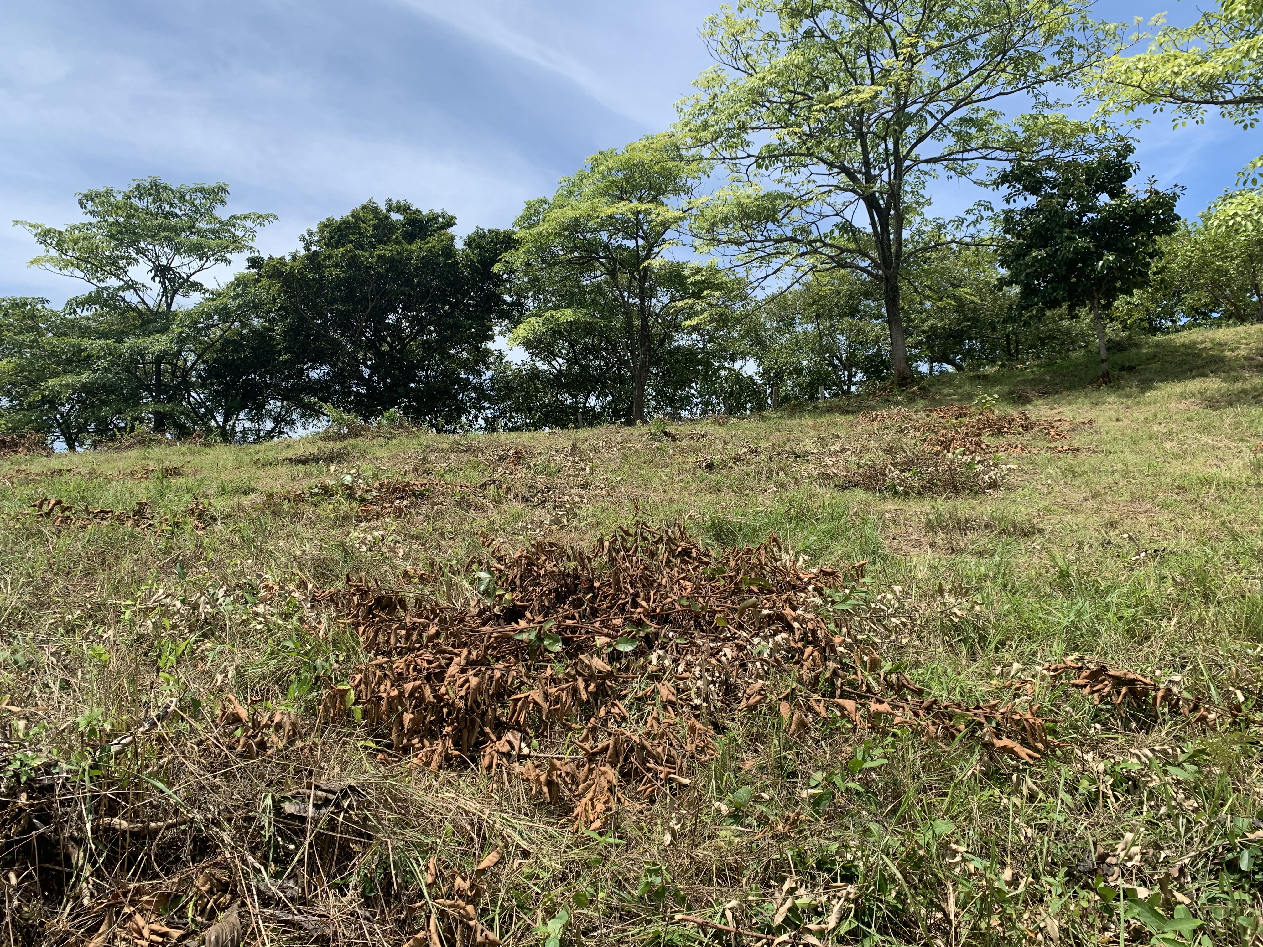 0 bed Land For Sale in Junquillal, Guanacaste - thumb 11